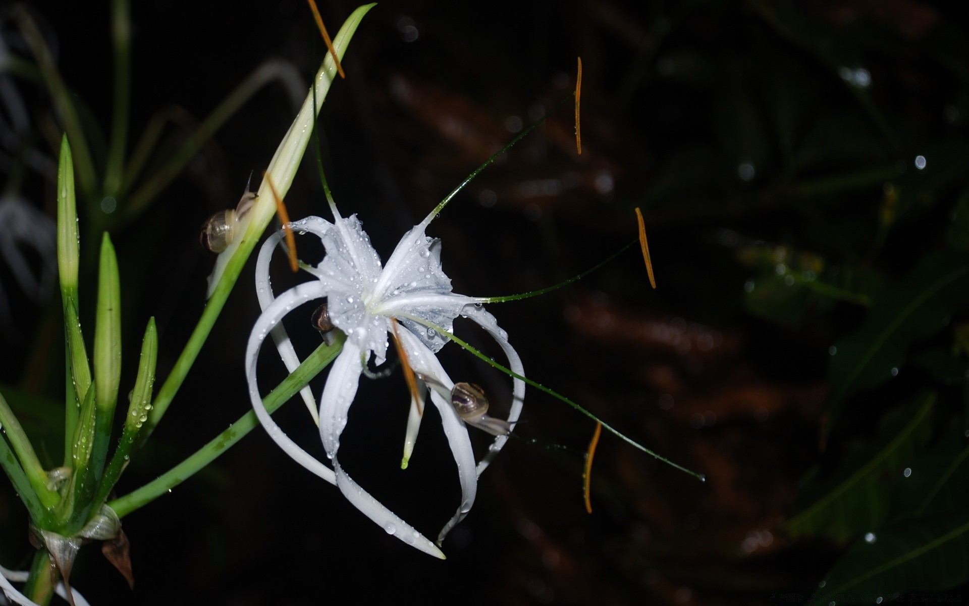 fiori natura fiore flora foglia all aperto primo piano giardino luce