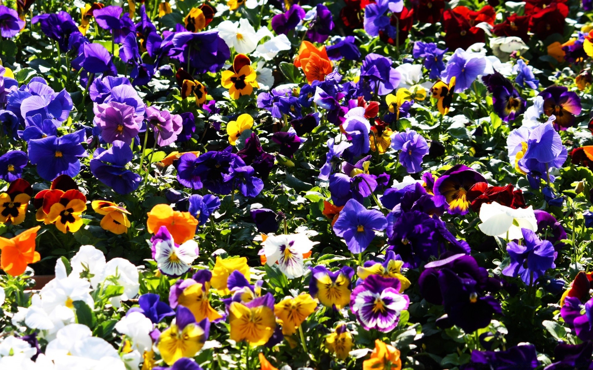 fleurs fleur jardin flore nature feuille été bluming floral pétale croissance couleur violet lumineux champ lit à l extérieur saison foin botanique