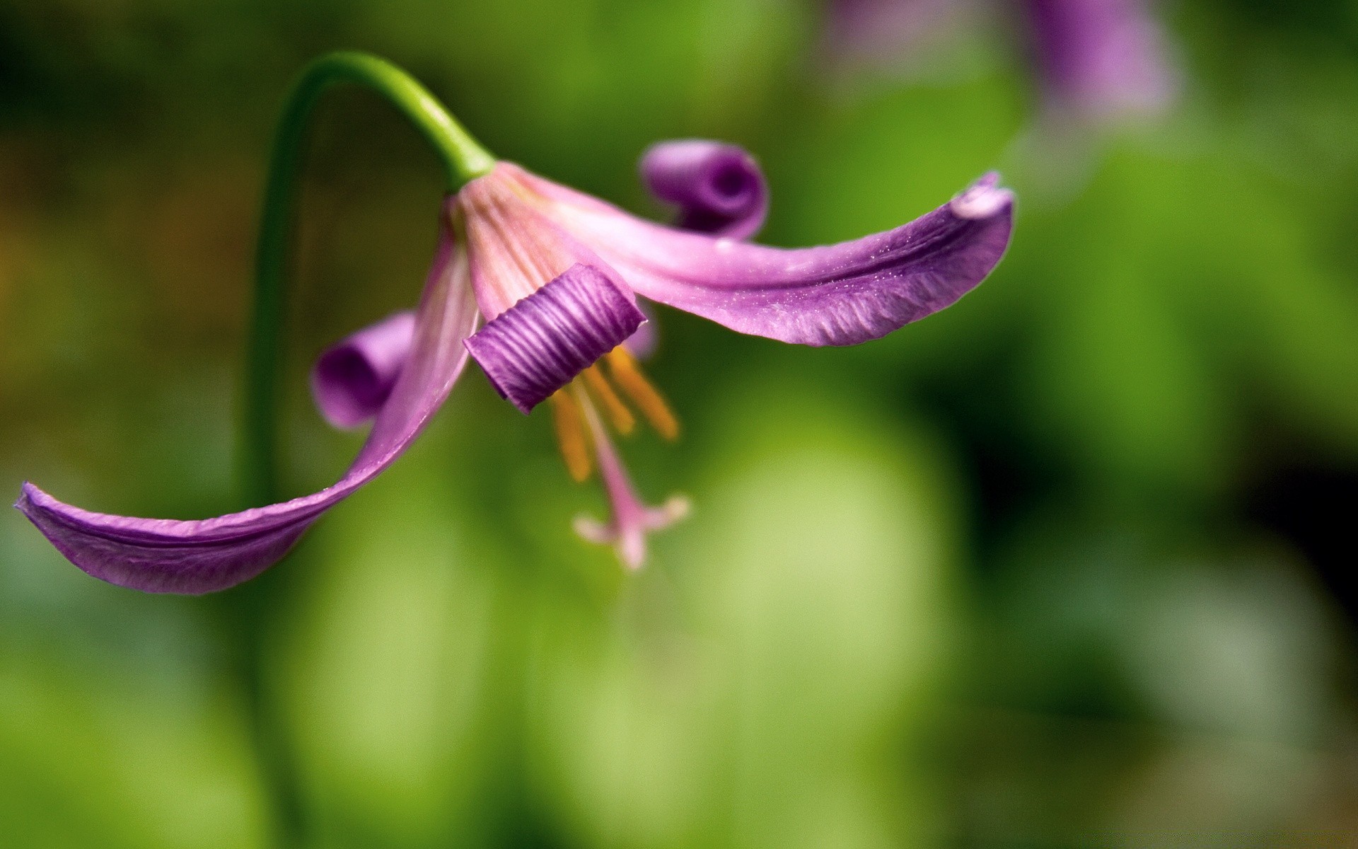 kwiaty natura kwiat flora ogród liść lato zbliżenie rozmycie jasny trawa piękny kolor na zewnątrz płatek bluming wzrost kwiatowy