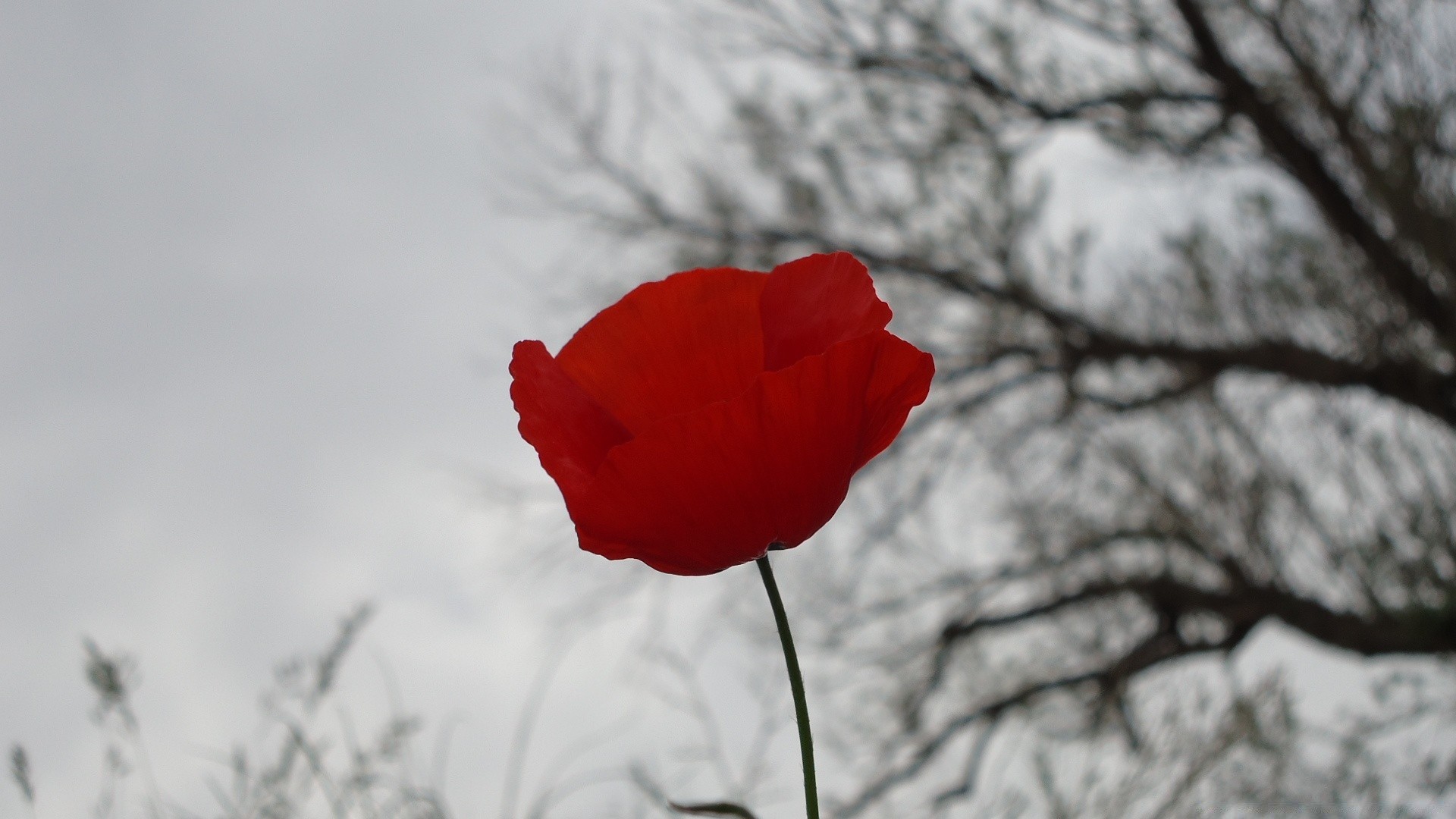 flowers flower nature poppy snow flora winter color season outdoors rose field leaf summer