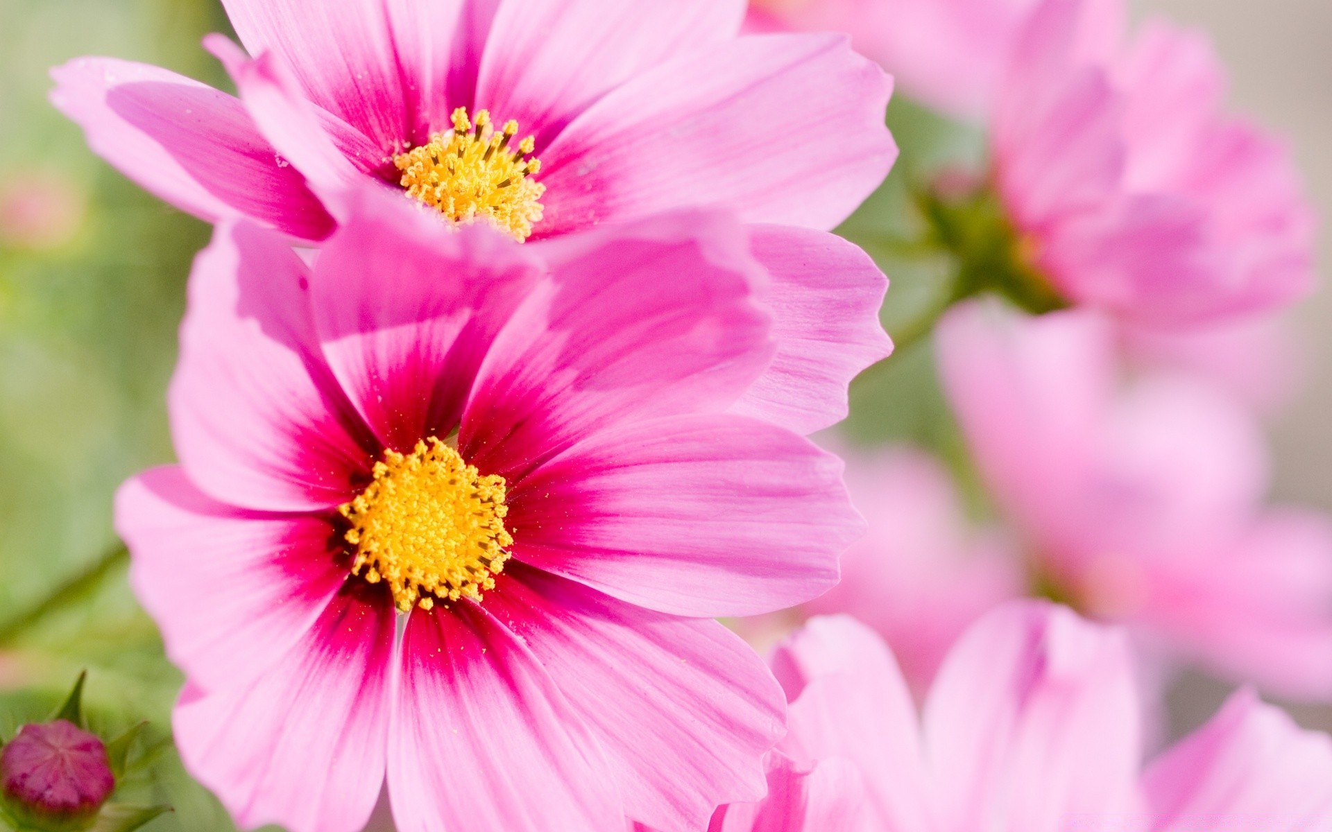 flowers nature flower flora summer leaf bright garden floral blooming petal color growth close-up love field