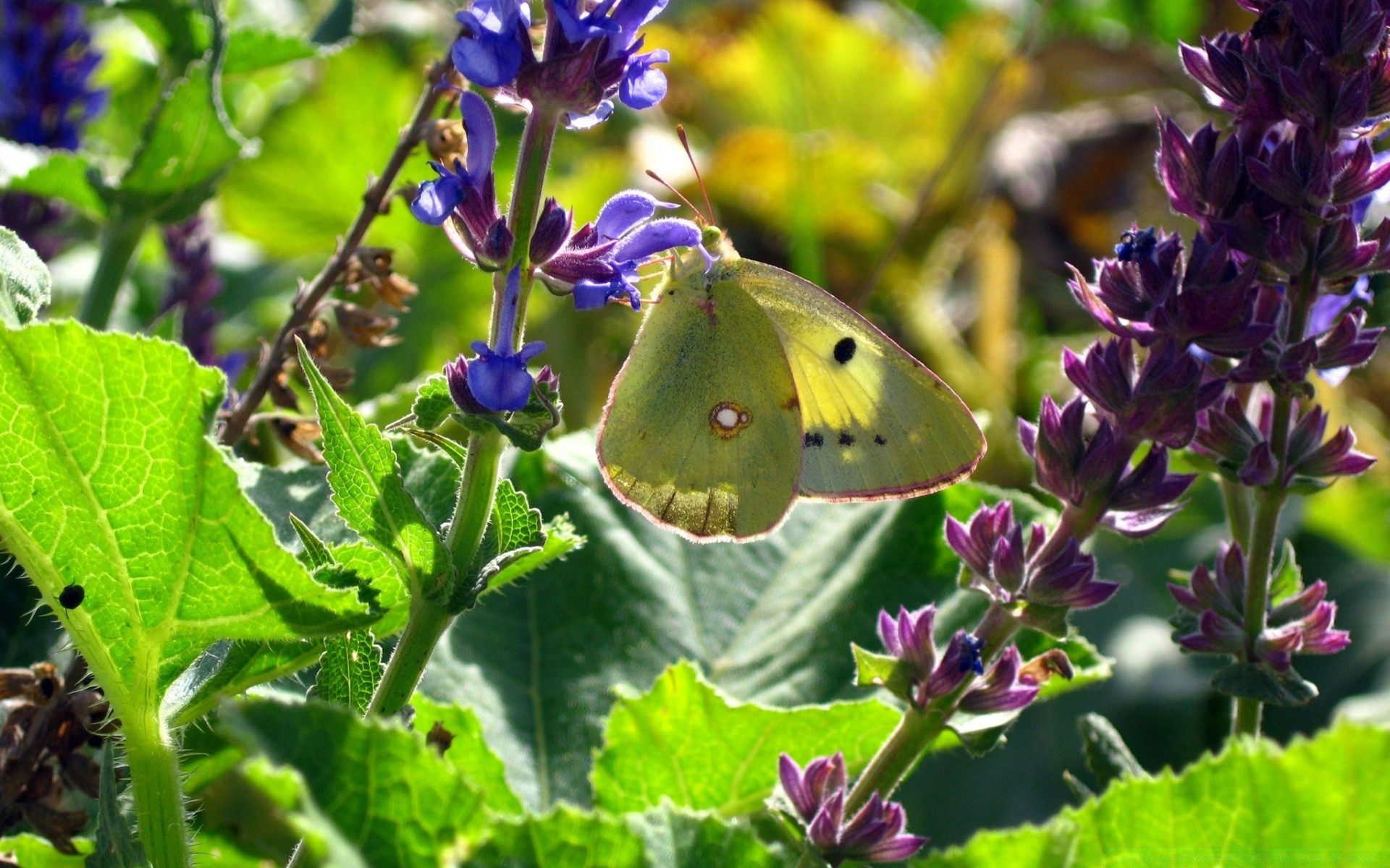 flowers nature flower flora garden leaf summer butterfly outdoors insect blooming color floral wild beautiful delicate violet