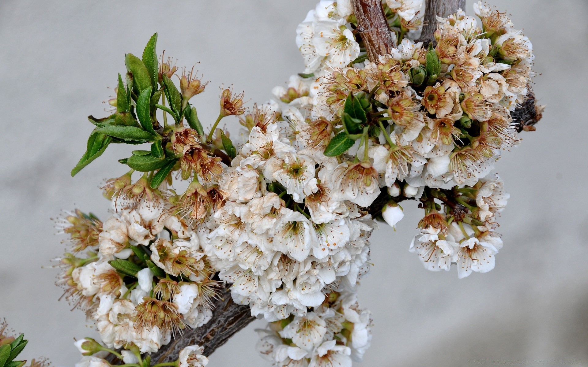 flowers flower nature branch floral tree flora close-up leaf season blooming bouquet decoration cherry freshness bud desktop