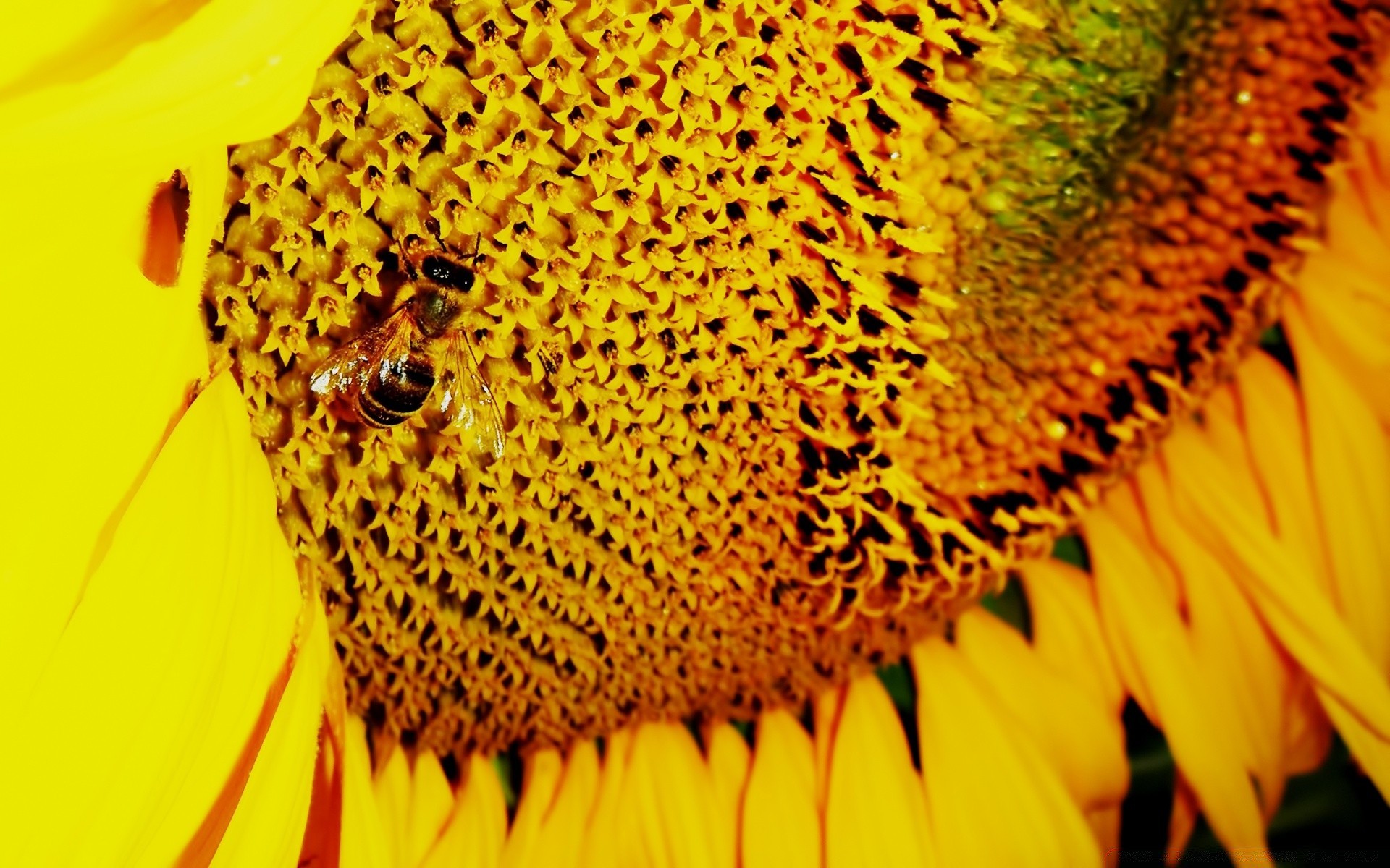 flores natureza girassol brilhante pólen flora desktop flor inseto close-up cor mel bela abelha verão