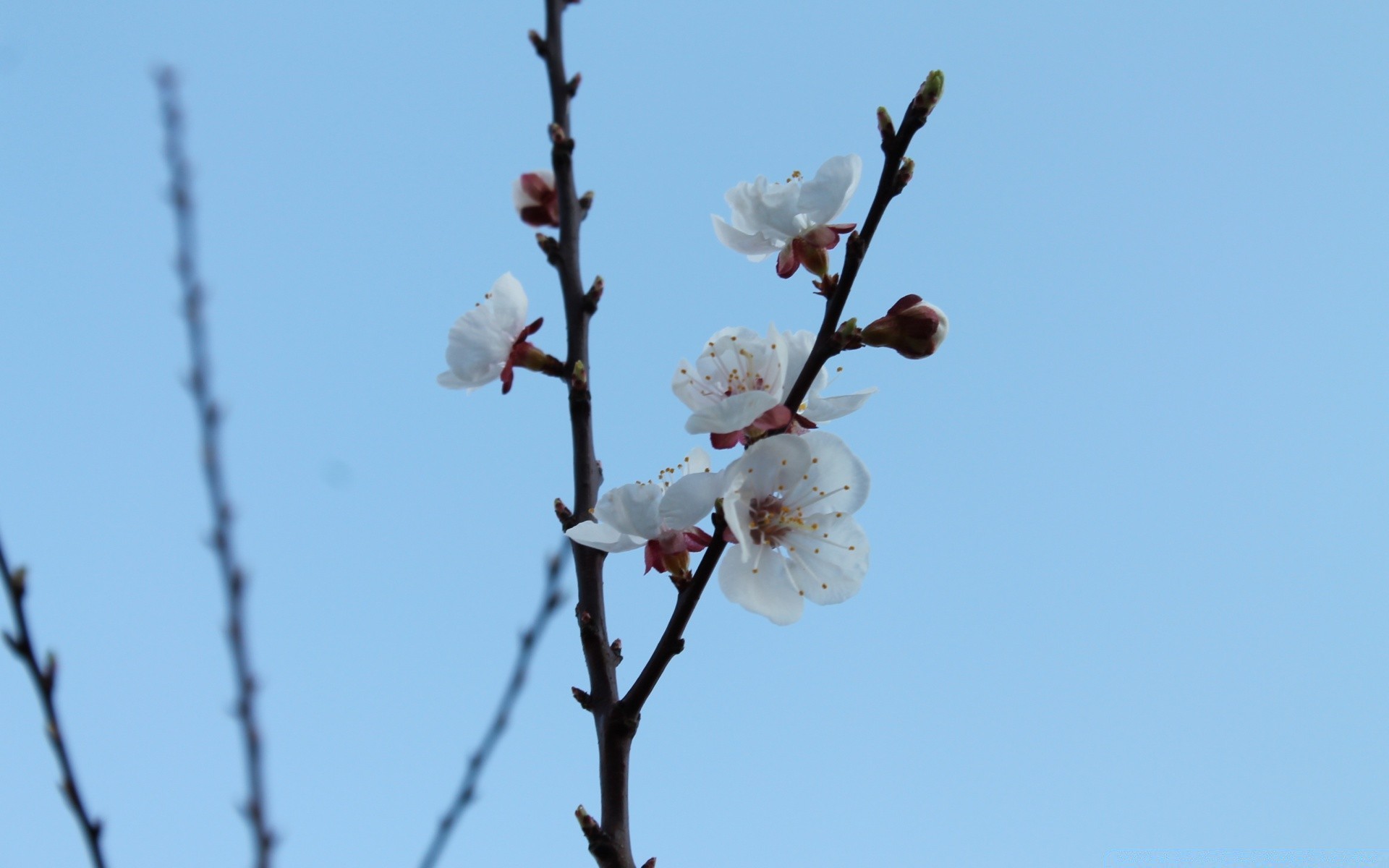 blumen kirsche zweig baum blume natur himmel kumpel apfel pflaume im freien wachstum aprikose