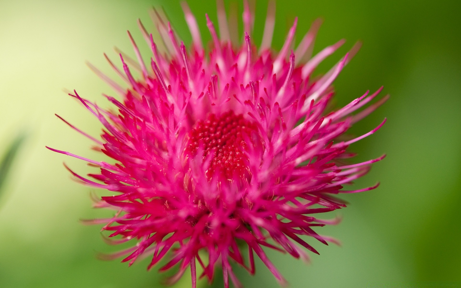 kwiaty natura kwiat flora lato zbliżenie ogród na zewnątrz liść jasny piękny kolor