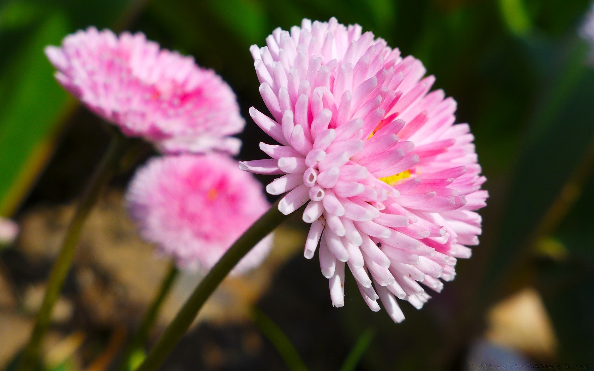 flowers flower nature flora petal floral blooming garden close-up leaf beautiful color summer bright season park delicate outdoors field head