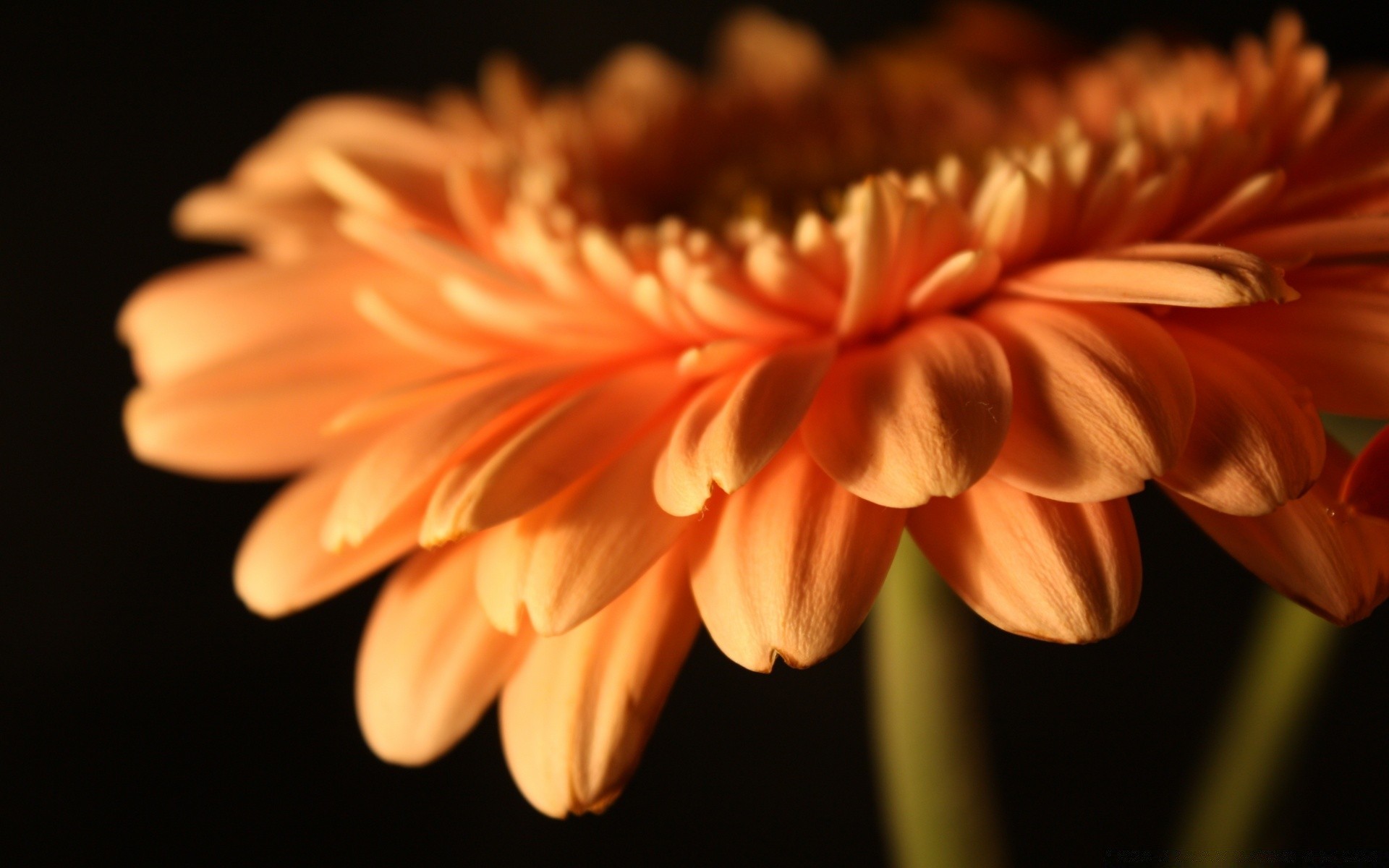 fleurs nature fleur flore été pétale couleur lumineux feuille délicat