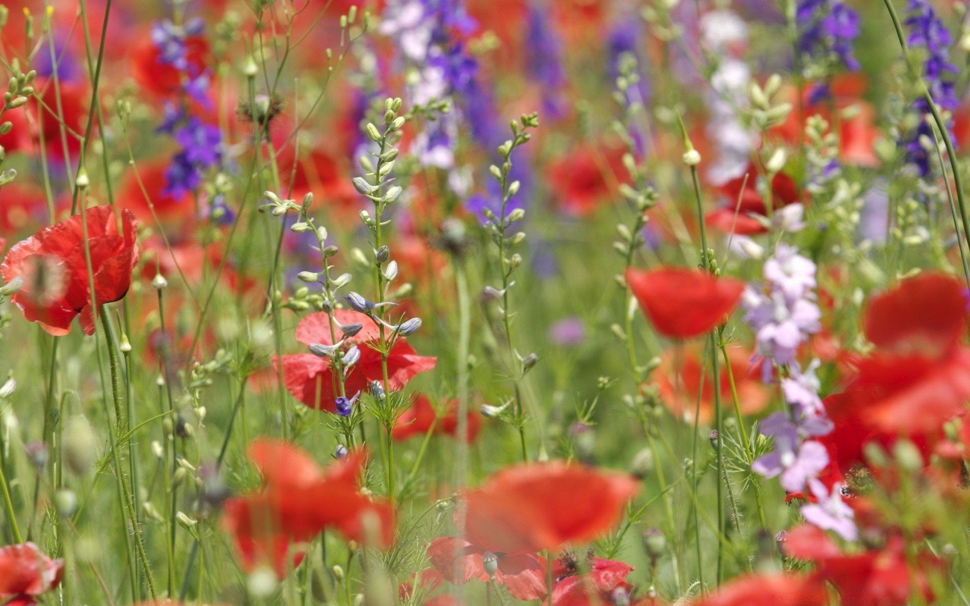 flowers flower nature summer poppy field flora garden grass rural fair weather hayfield outdoors bright leaf blooming color growth wild petal