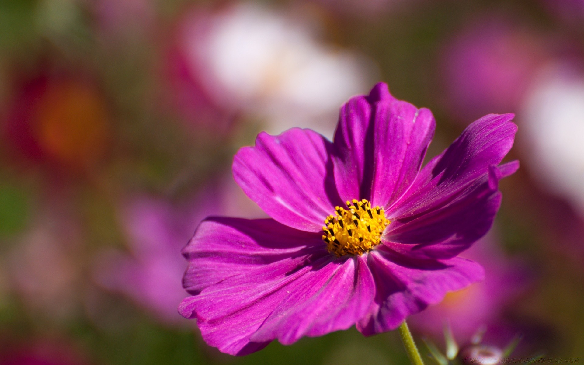 fleurs nature fleur été flore jardin feuille lumineux pétale couleur bluming floral croissance à l extérieur champ