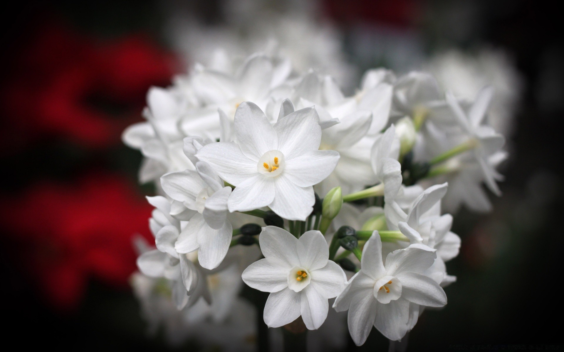 flowers flower nature flora garden petal blooming floral leaf color beautiful summer close-up season bouquet bright romantic