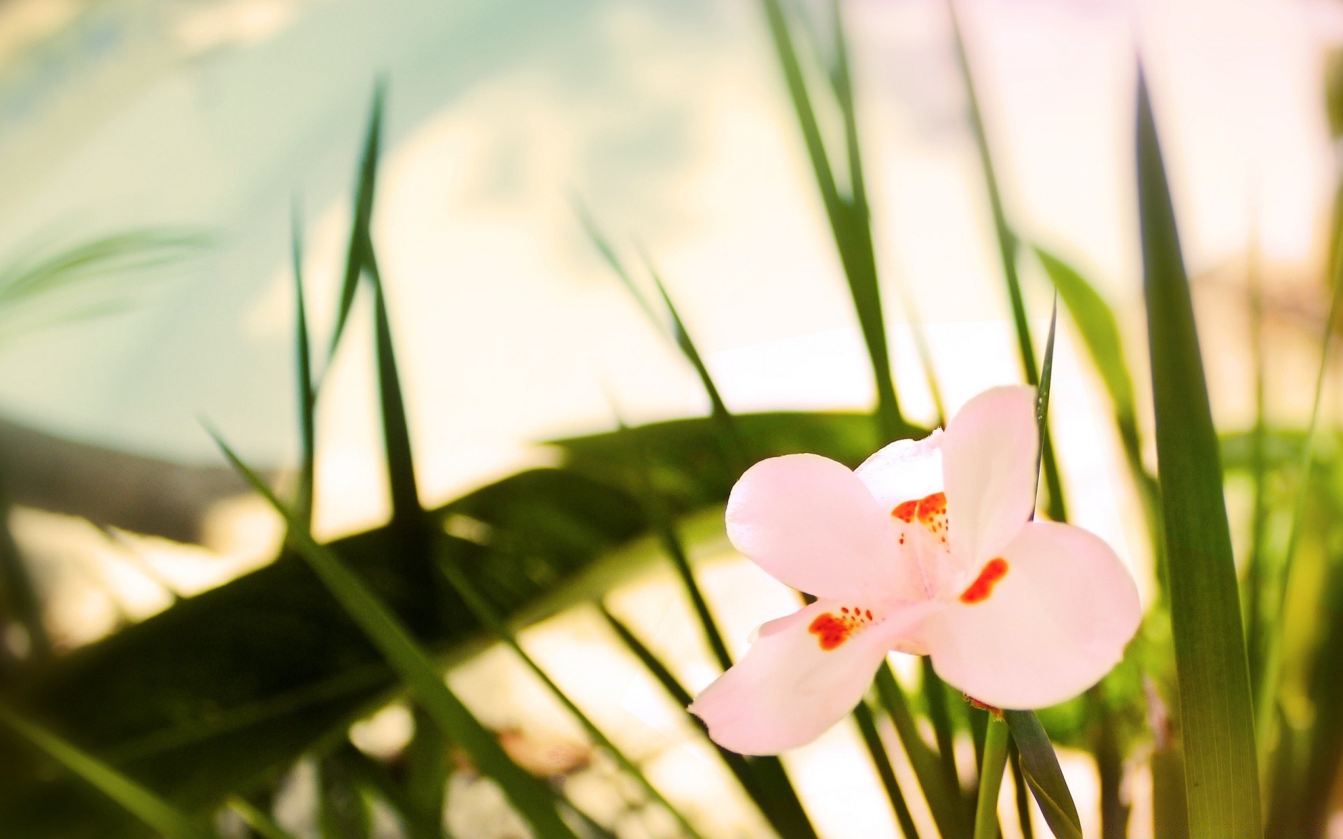 花 花 自然 夏天 叶 植物 草 模糊 花园 生长 花卉 户外 明亮 复活节 好天气 花瓣 田野