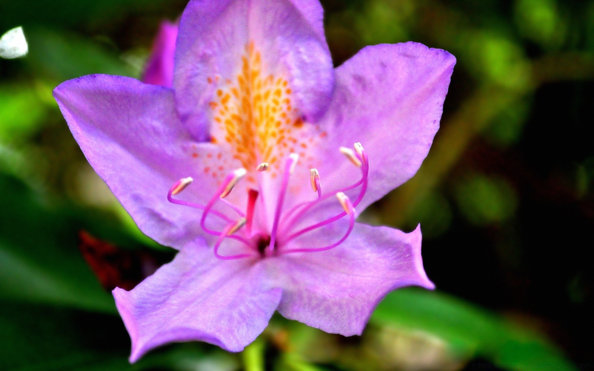 fiori natura fiore flora foglia all aperto giardino estate fiore petalo colore luminoso