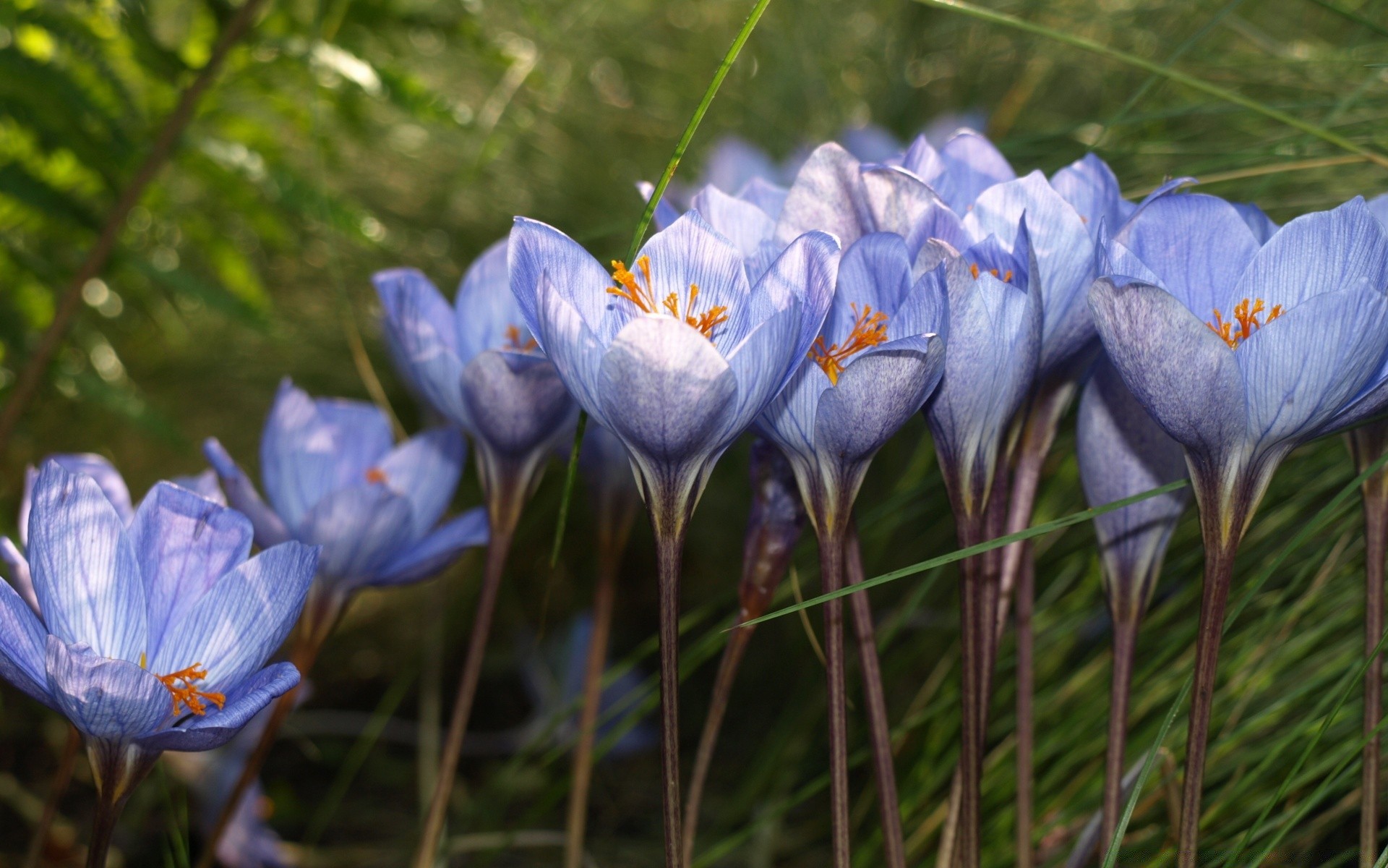 fleurs nature fleur flore jardin feuille pétale bluming à l extérieur herbe parc couleur été crocus floral croissance tendre violet