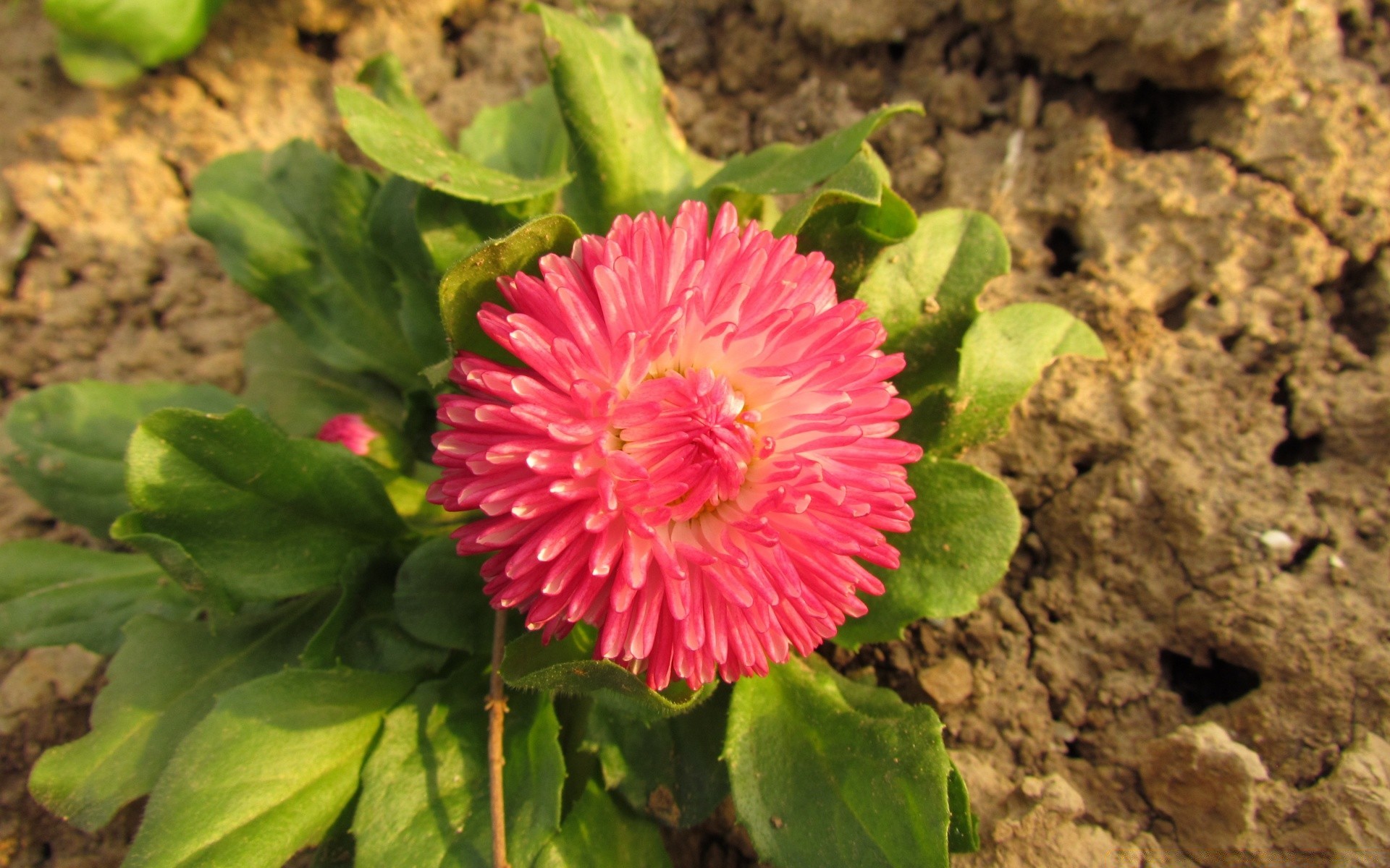 flowers nature flora leaf flower garden summer close-up color outdoors