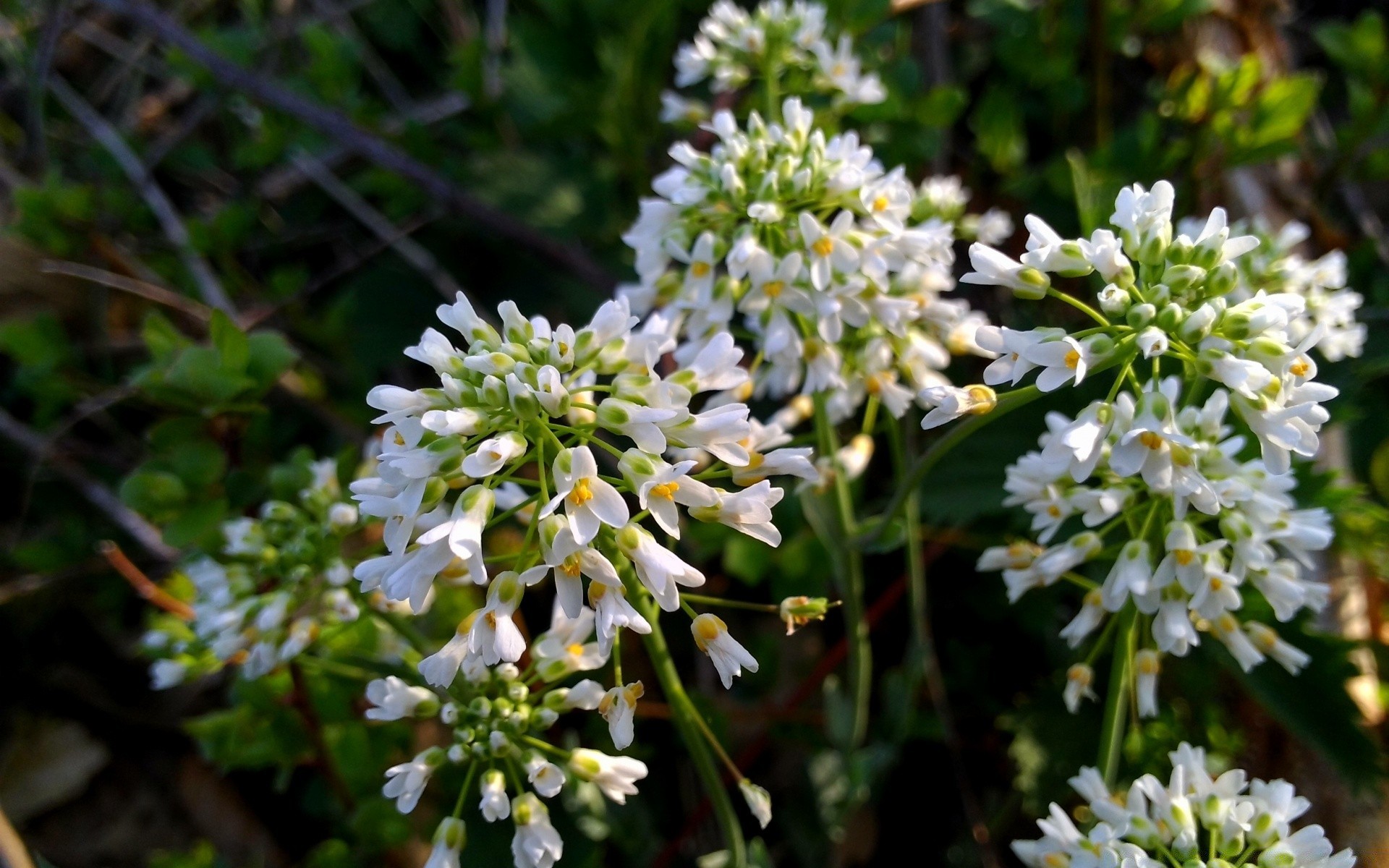 fleurs fleur nature flore bluming à l extérieur herbe jardin feuille pétale floral sauvage saison foin été parc champ beau temps gros plan arbre