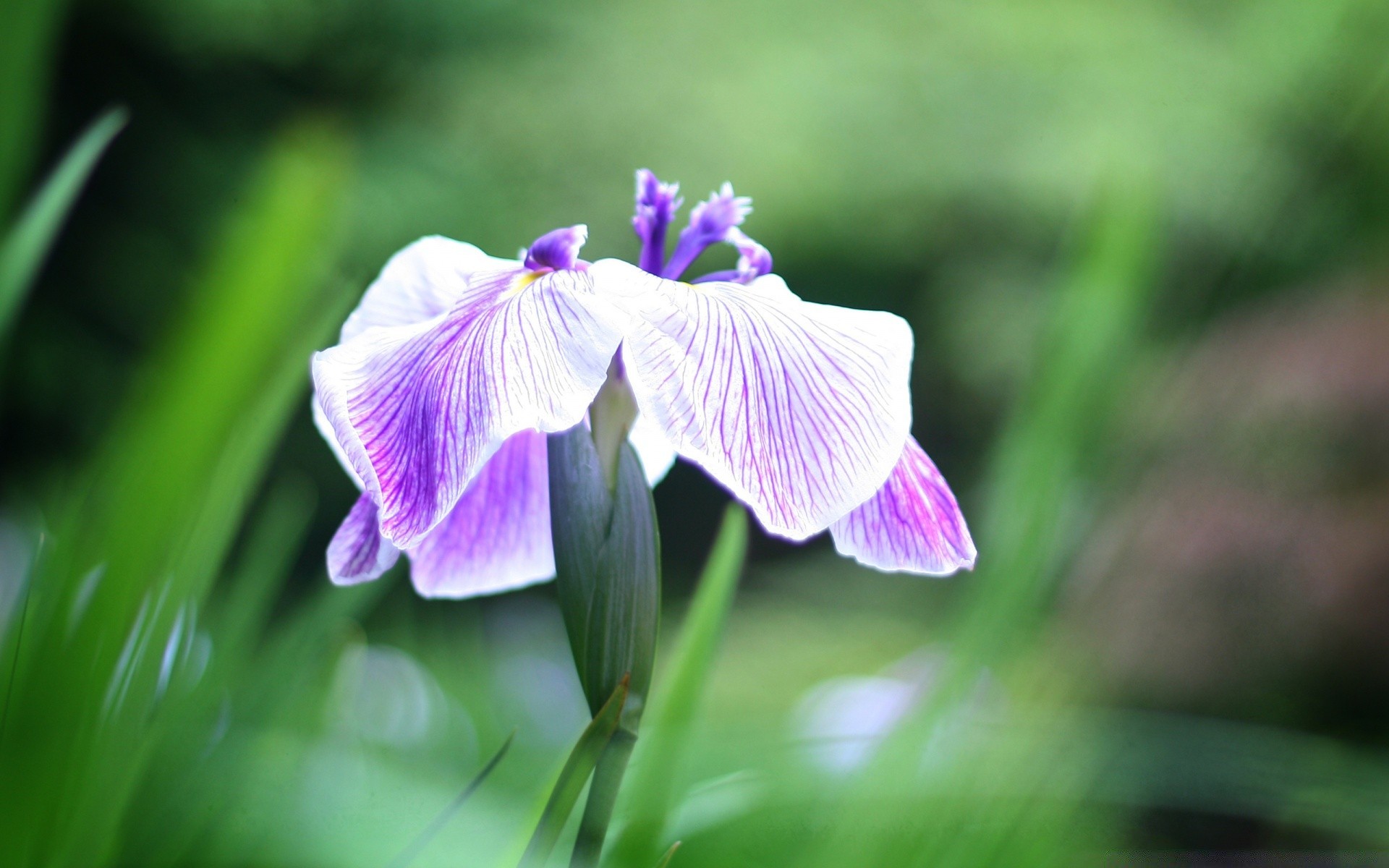 flowers nature flora leaf flower garden summer bright close-up blooming petal floral beautiful color growth grass outdoors park field