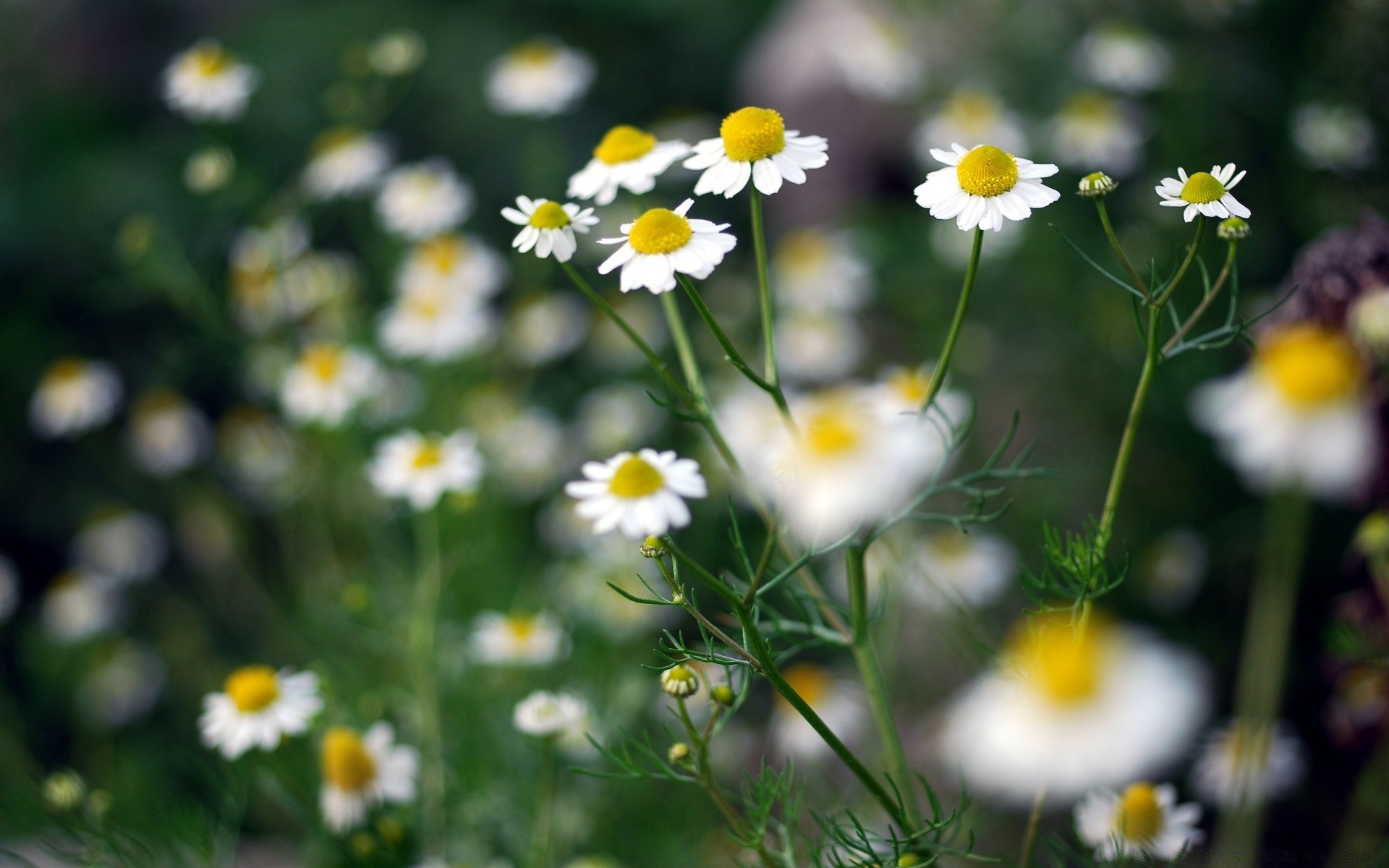 flowers nature summer flora flower hayfield chamomile grass field fair weather leaf bright garden rural outdoors growth sun sunny wild blooming