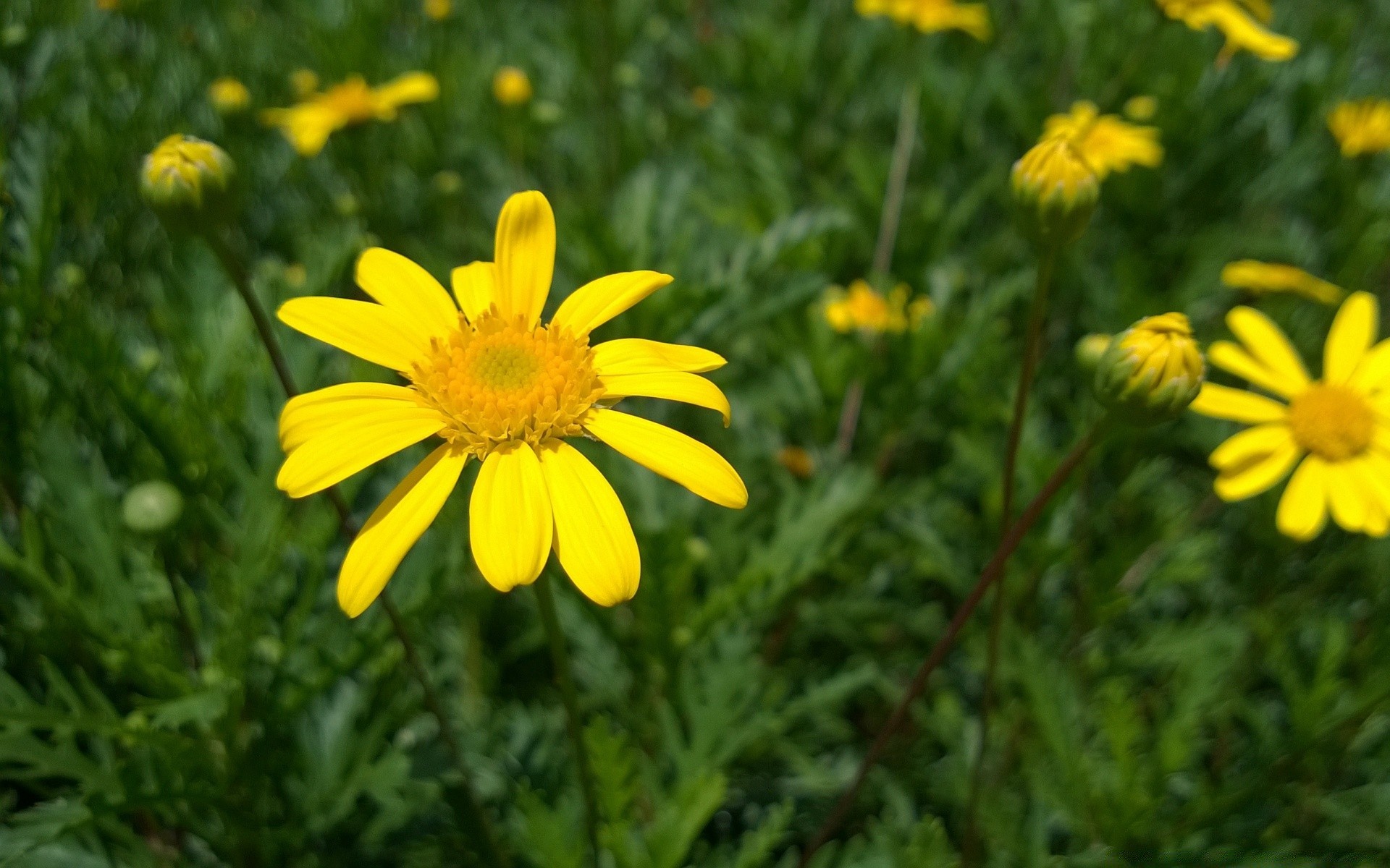 blumen natur sommer flora blume feld hell heuhaufen gras garten wachstum saison farbe blumen blatt ländlichen schließen blühen gutes wetter blütenblatt