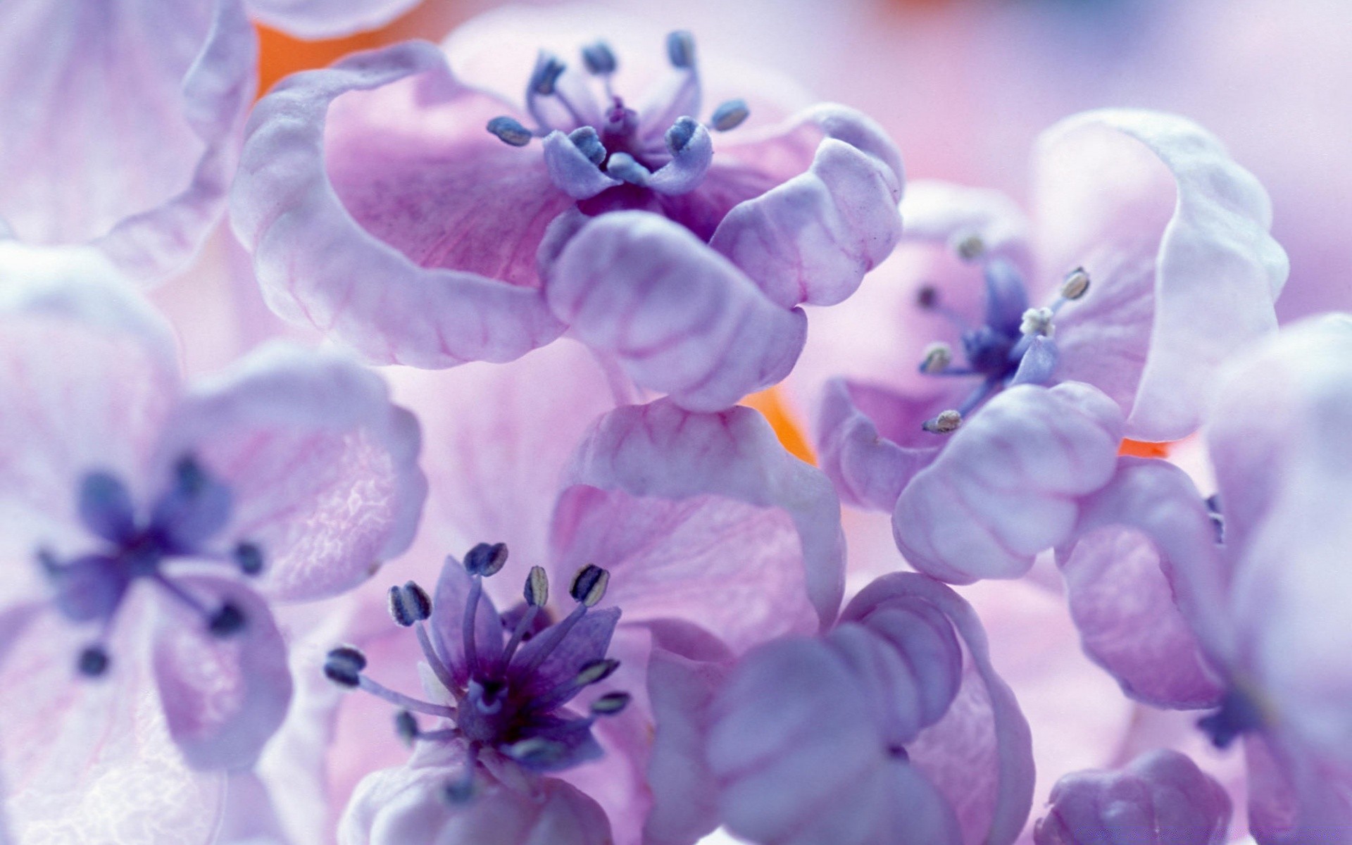 flowers flower beautiful nature flora color summer floral bright garden petal close-up blooming decoration desktop leaf purple season freshness