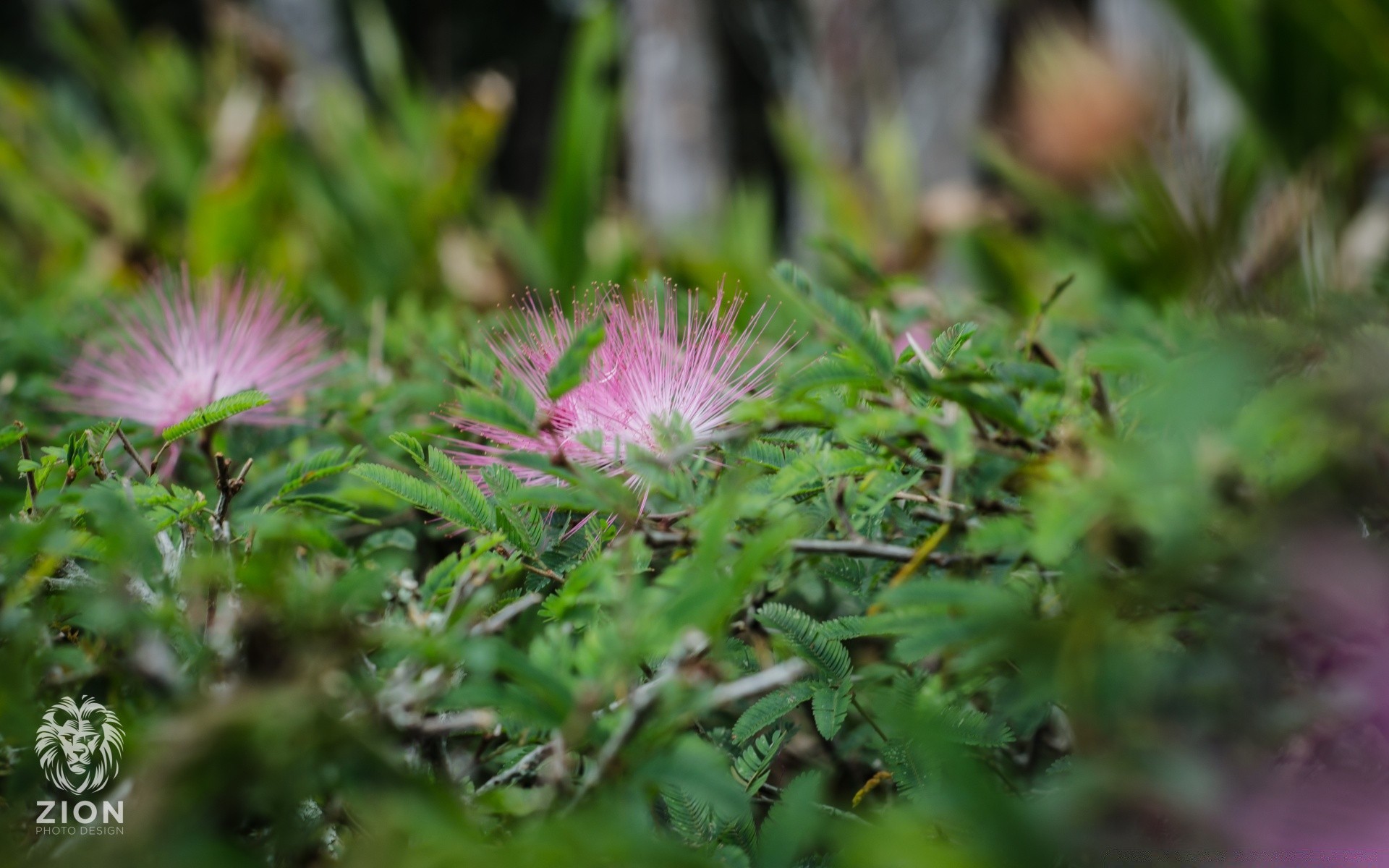 flowers nature leaf flora summer flower grass outdoors bright wild garden growth environment close-up blooming color