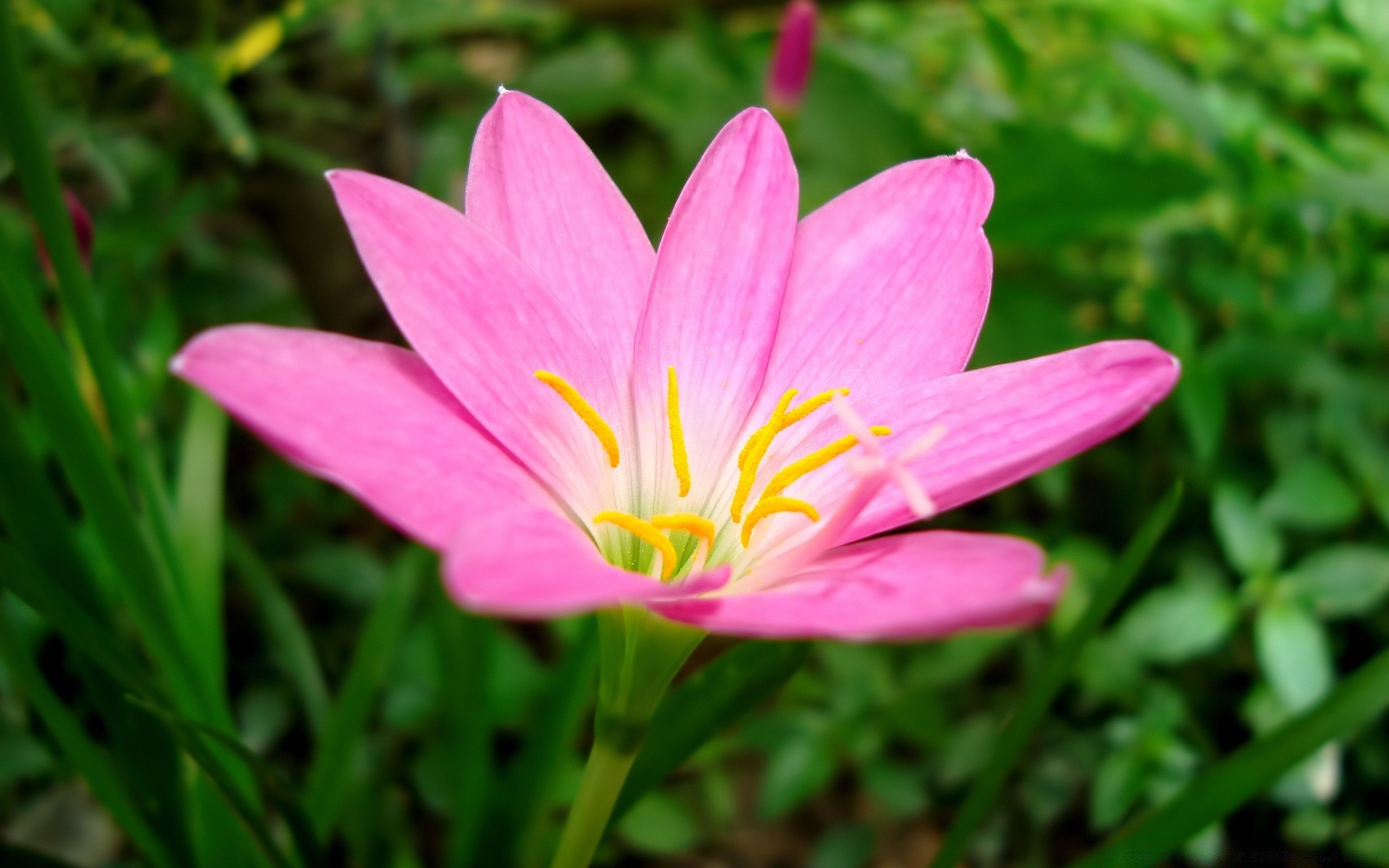 花 自然 花 植物 花园 夏天 盛开 叶 花瓣 花卉 特写 美丽 明亮 颜色 季节 草 公园 生长