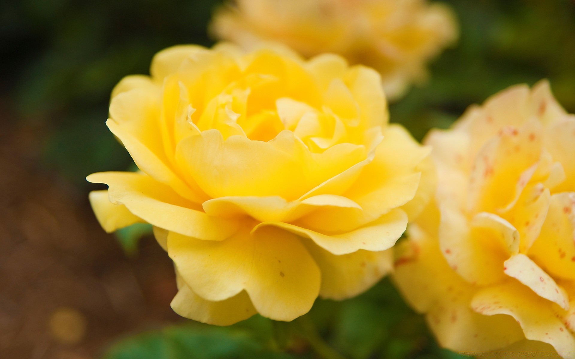 flowers nature flower leaf flora rose petal garden outdoors summer bright blooming floral color growth romance