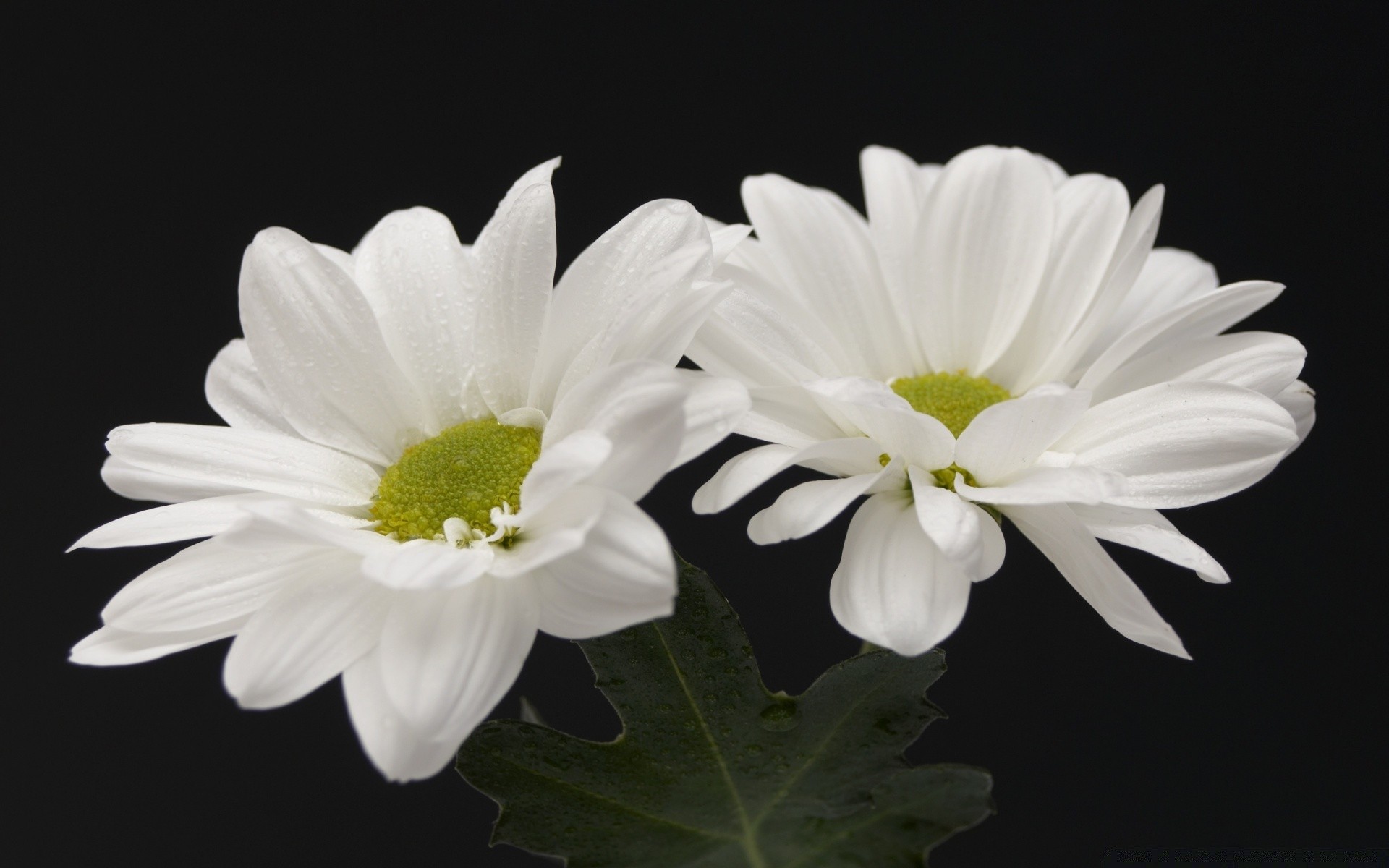 flowers flower nature flora petal blooming floral beautiful leaf close-up summer garden bright head