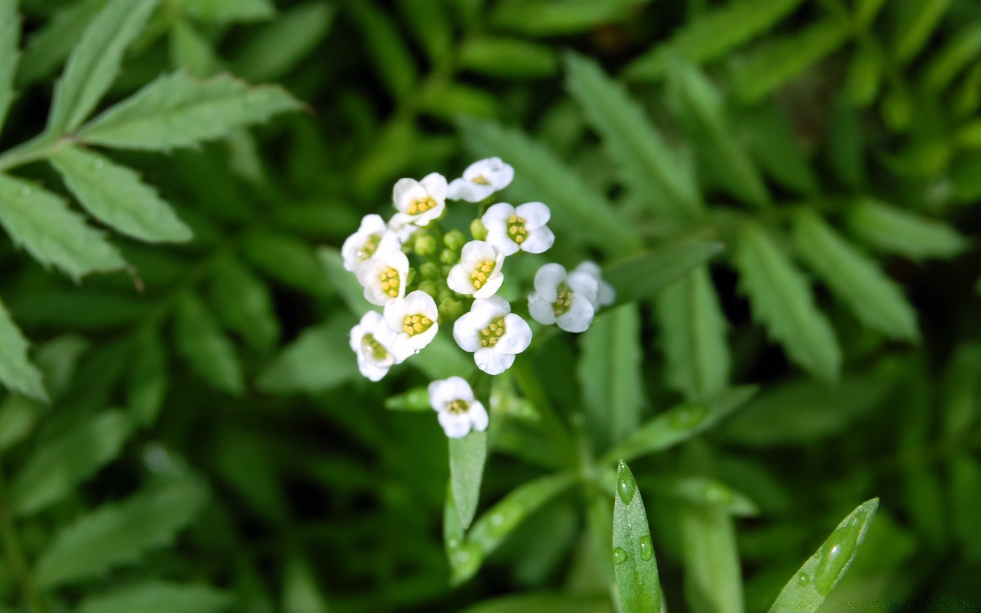 flowers leaf flora nature close-up garden growth summer environment flower