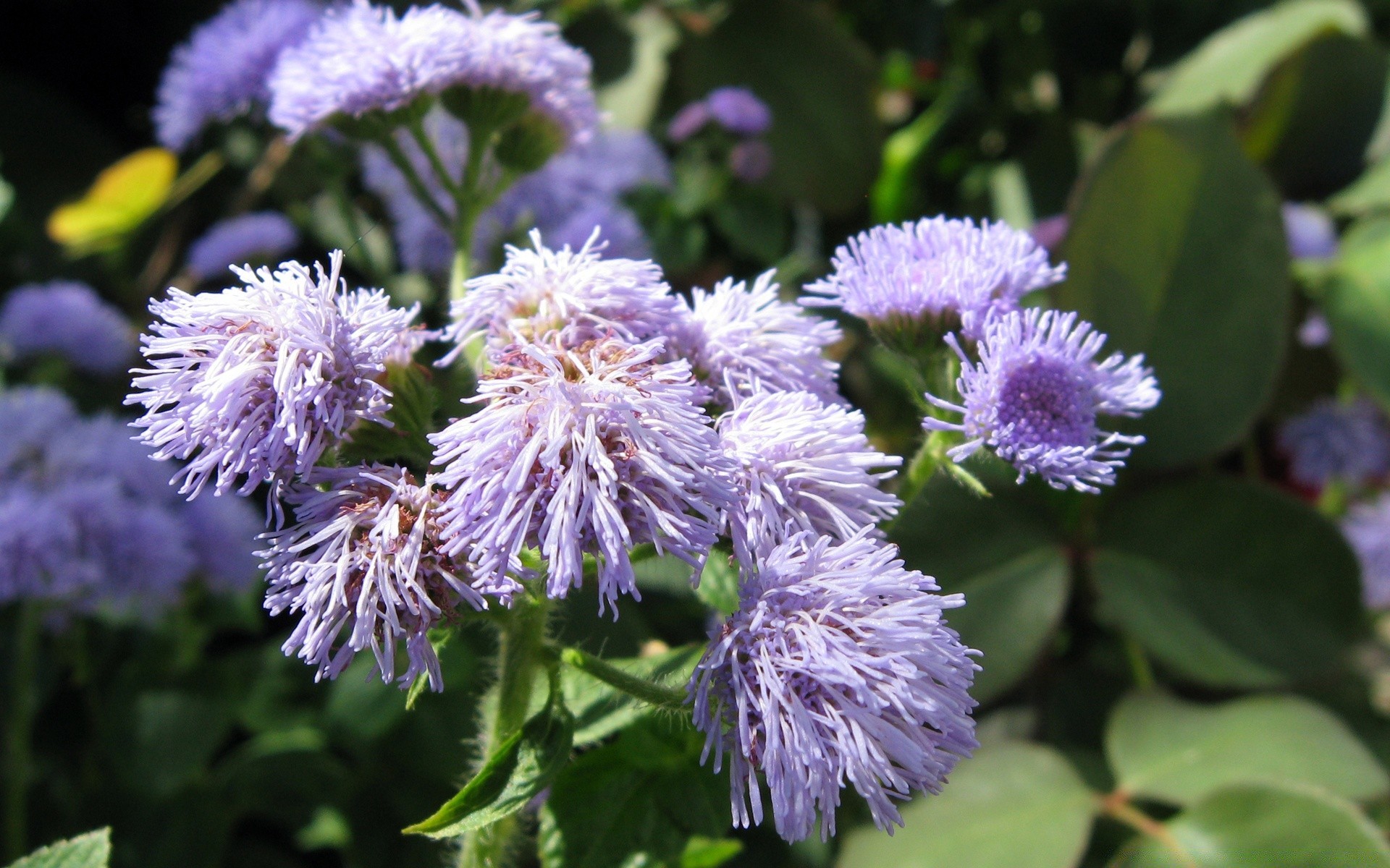 flowers nature flora flower leaf garden summer blooming floral close-up wild petal outdoors perennial growth season bright field color