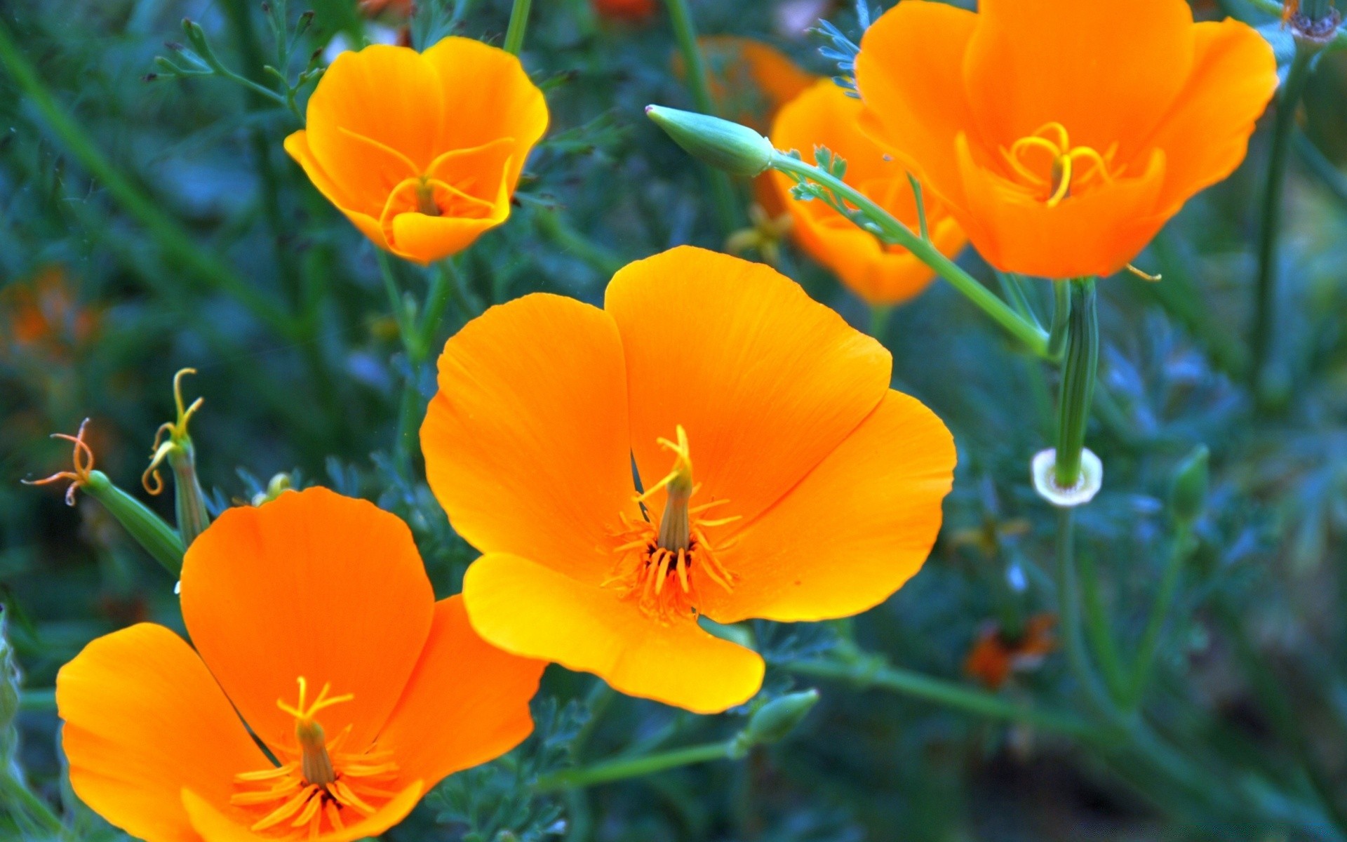 flowers nature flower flora leaf summer bright garden season petal floral blooming outdoors color growth grass field fair weather tulip hayfield