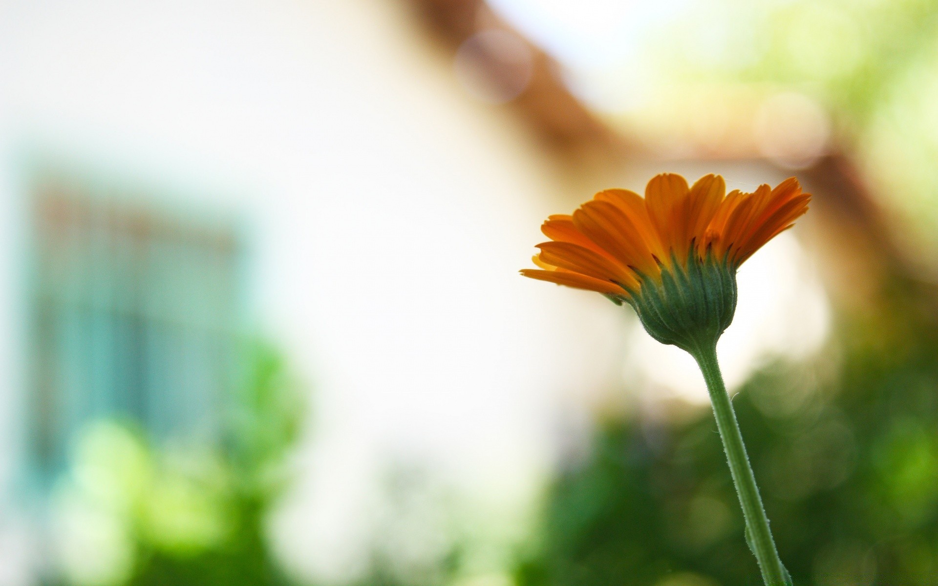 çiçekler çiçek doğa bulanıklık yaz flora bahçe yaprak renk büyüme dof parlak