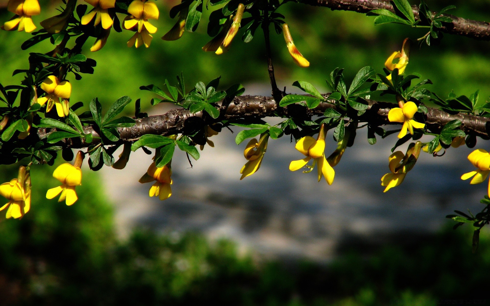 फूल पेड़ प्रकृति फूल पत्ती वनस्पति शाखा उद्यान आउटडोर फल विकास मौसम अच्छा मौसम रंग पार्क गर्मी खिल