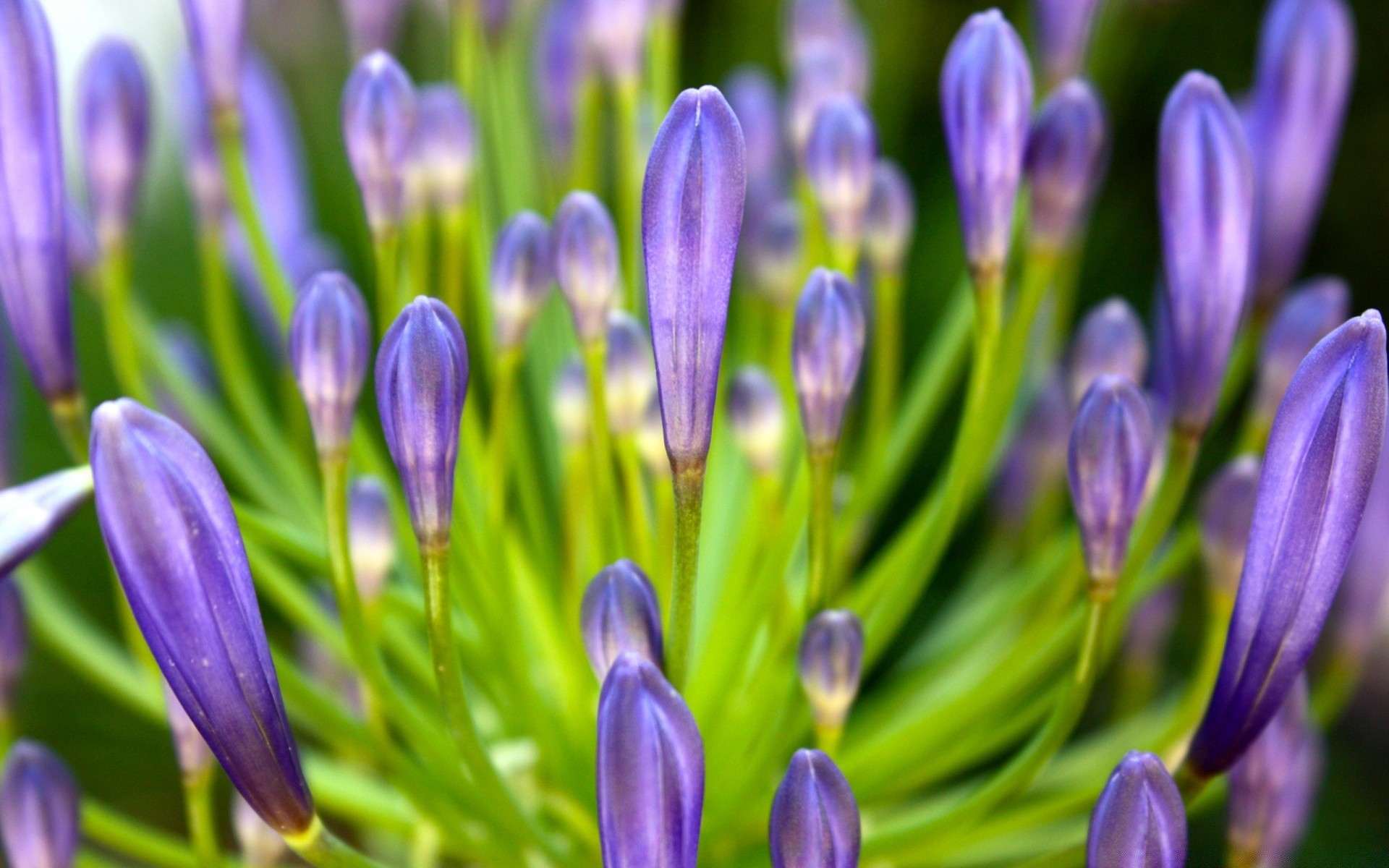 flowers nature flower flora garden petal summer floral leaf blooming season easter bright hayfield bulb bouquet color field growth grass