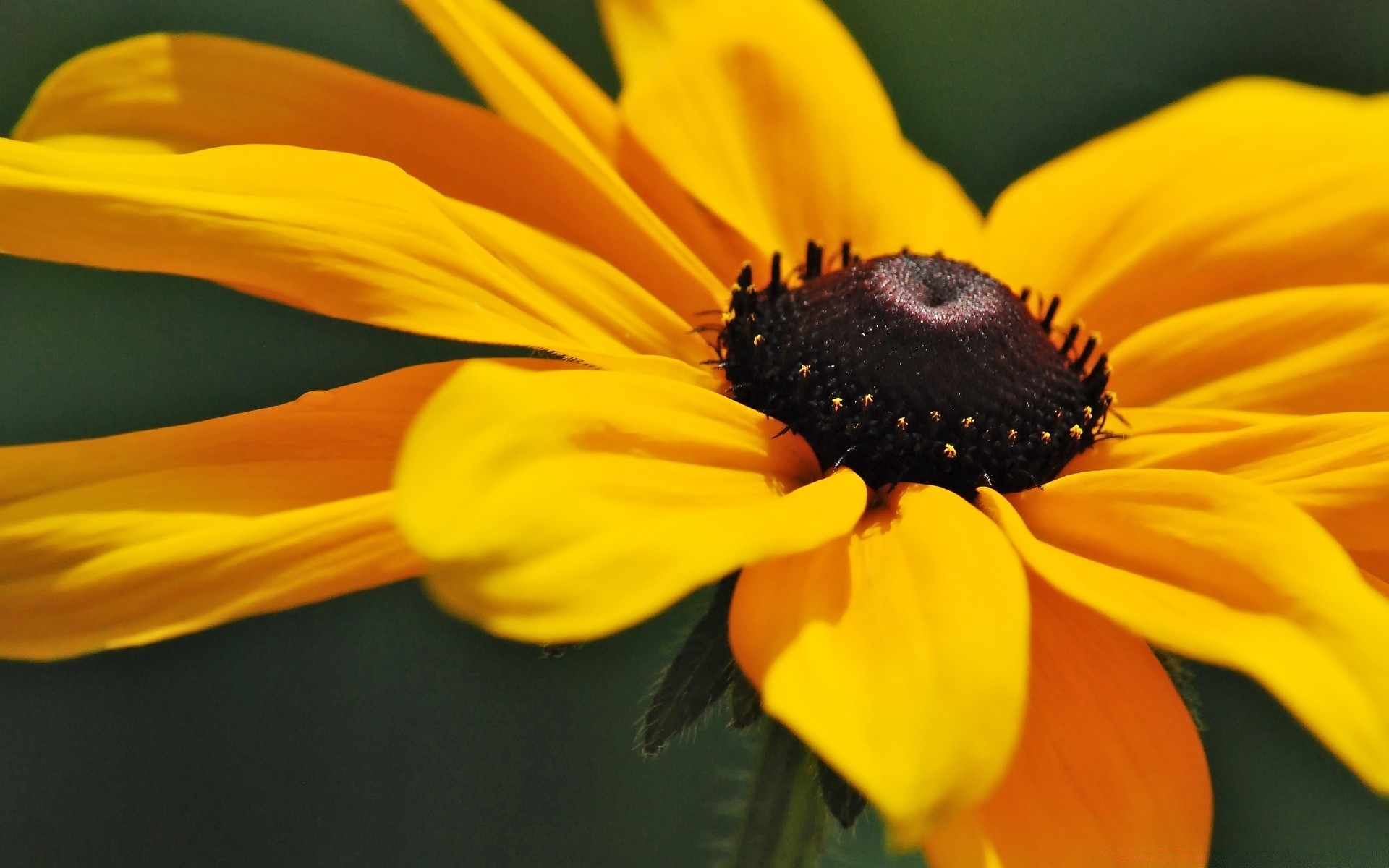 flowers nature flower summer flora leaf outdoors blur pollen garden