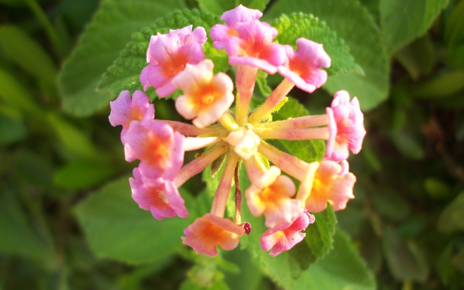 flowers nature flower leaf flora blooming floral garden summer petal color outdoors bright shrub close-up growth