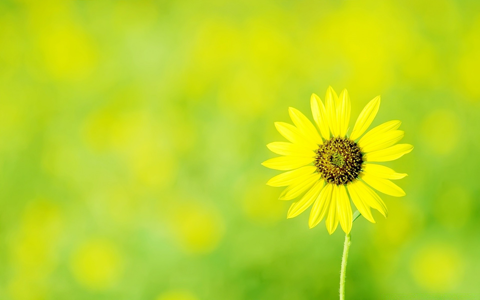 flowers nature summer flower flora growth bright leaf garden fair weather field color outdoors