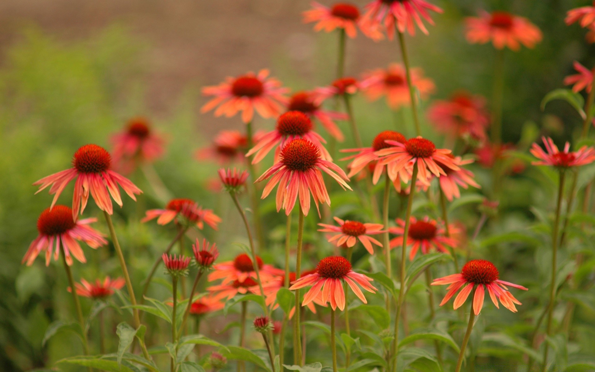 flowers flower nature flora garden summer outdoors blooming leaf field floral petal growth coneflower wild color