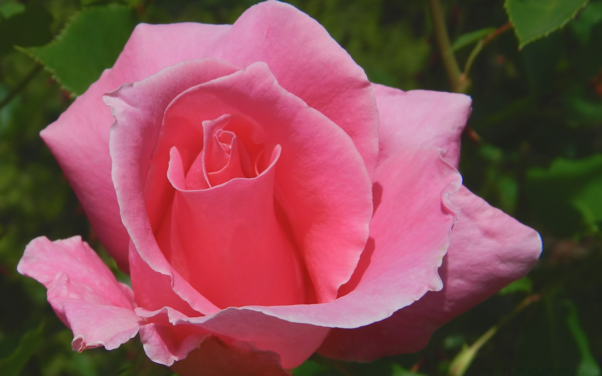 flowers flower rose nature petal flora leaf floral love blooming romance garden bud summer