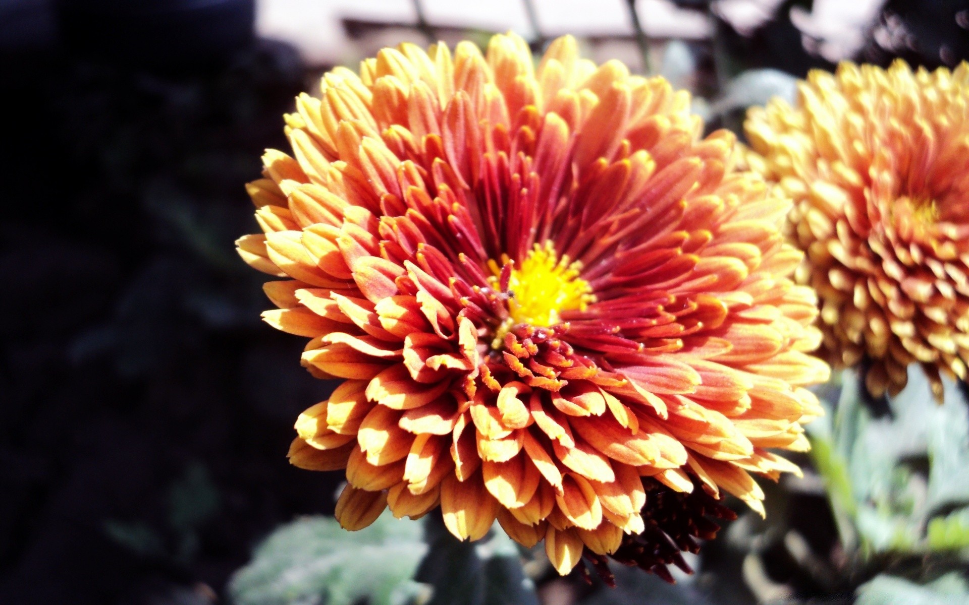 flowers flower nature flora garden blooming color summer petal leaf outdoors perennial close-up floral bright growth botanical season