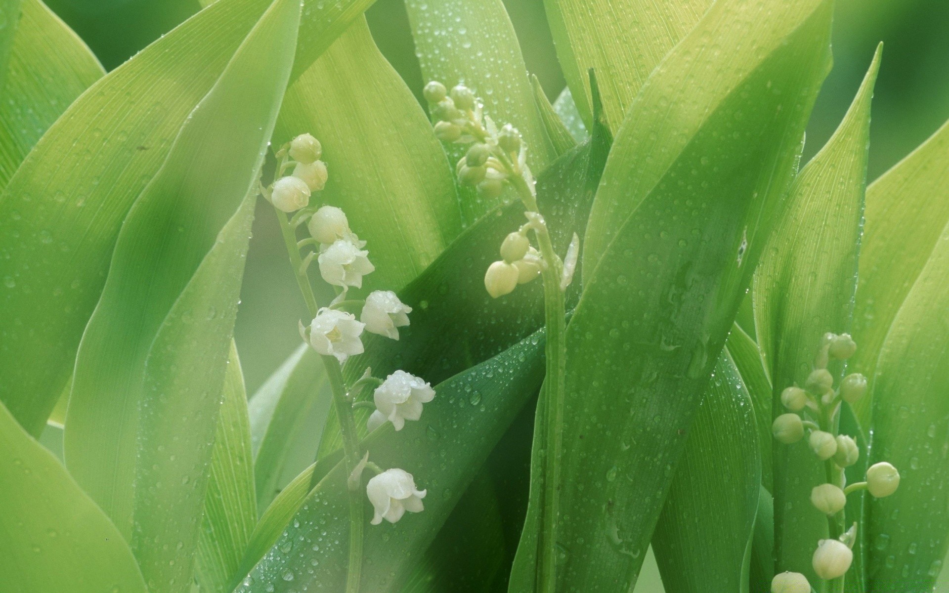 flowers leaf flora rain dew drop nature growth garden flower purity botanical raindrop droplet water cactus freshness husk close-up summer