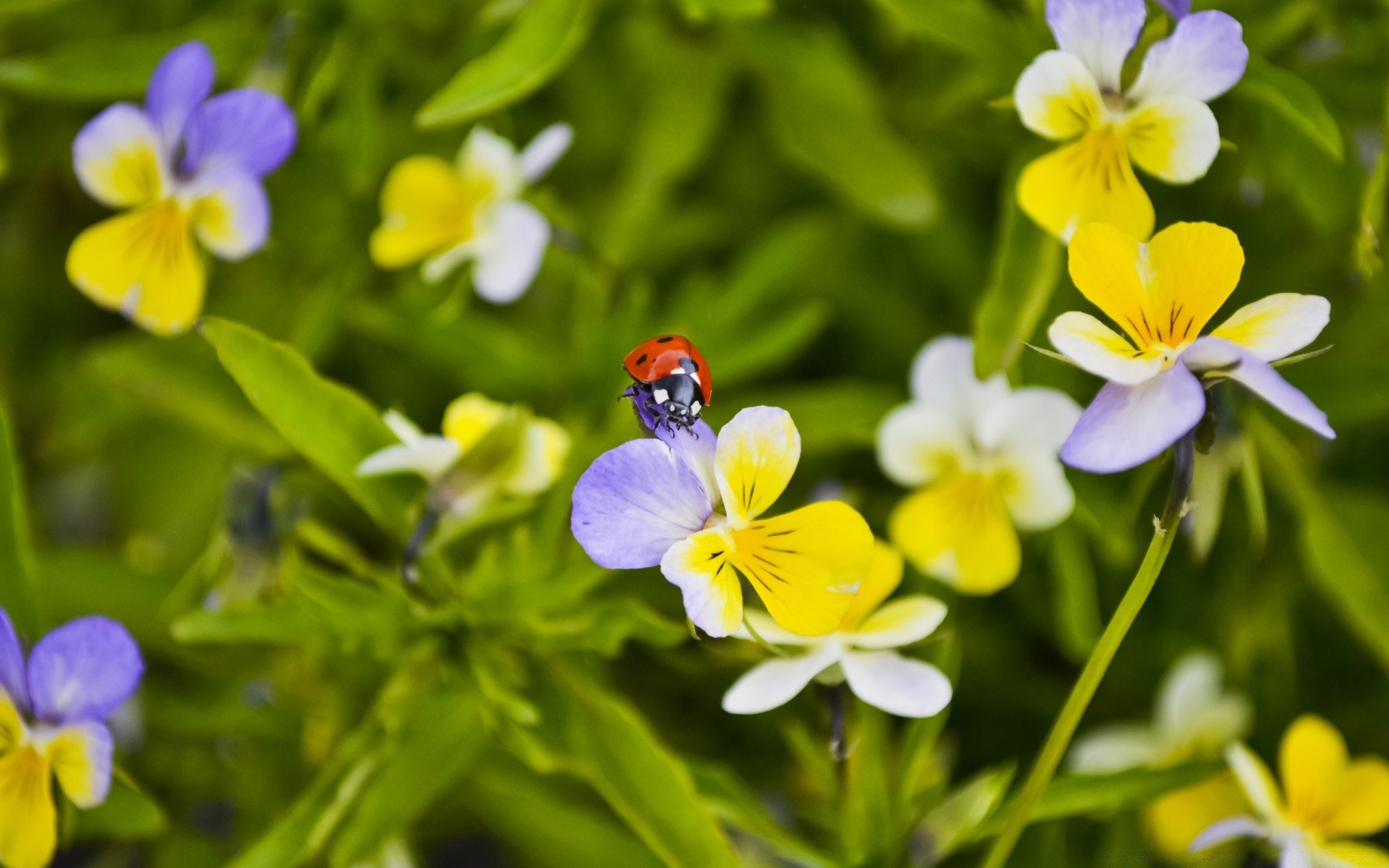 flowers nature flower flora leaf summer garden floral blooming color petal bright growth grass