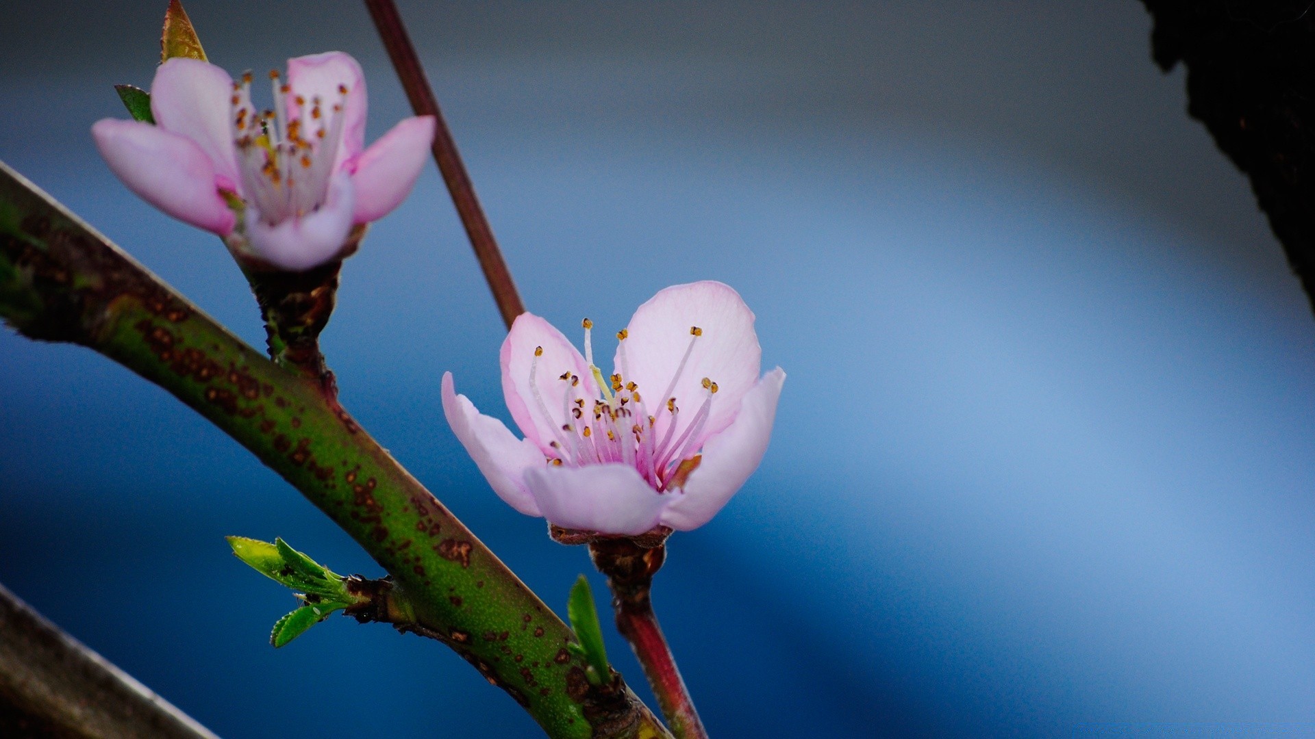 blumen blume natur unschärfe apfel kumpel ostern blatt sanft im freien dof wachstum