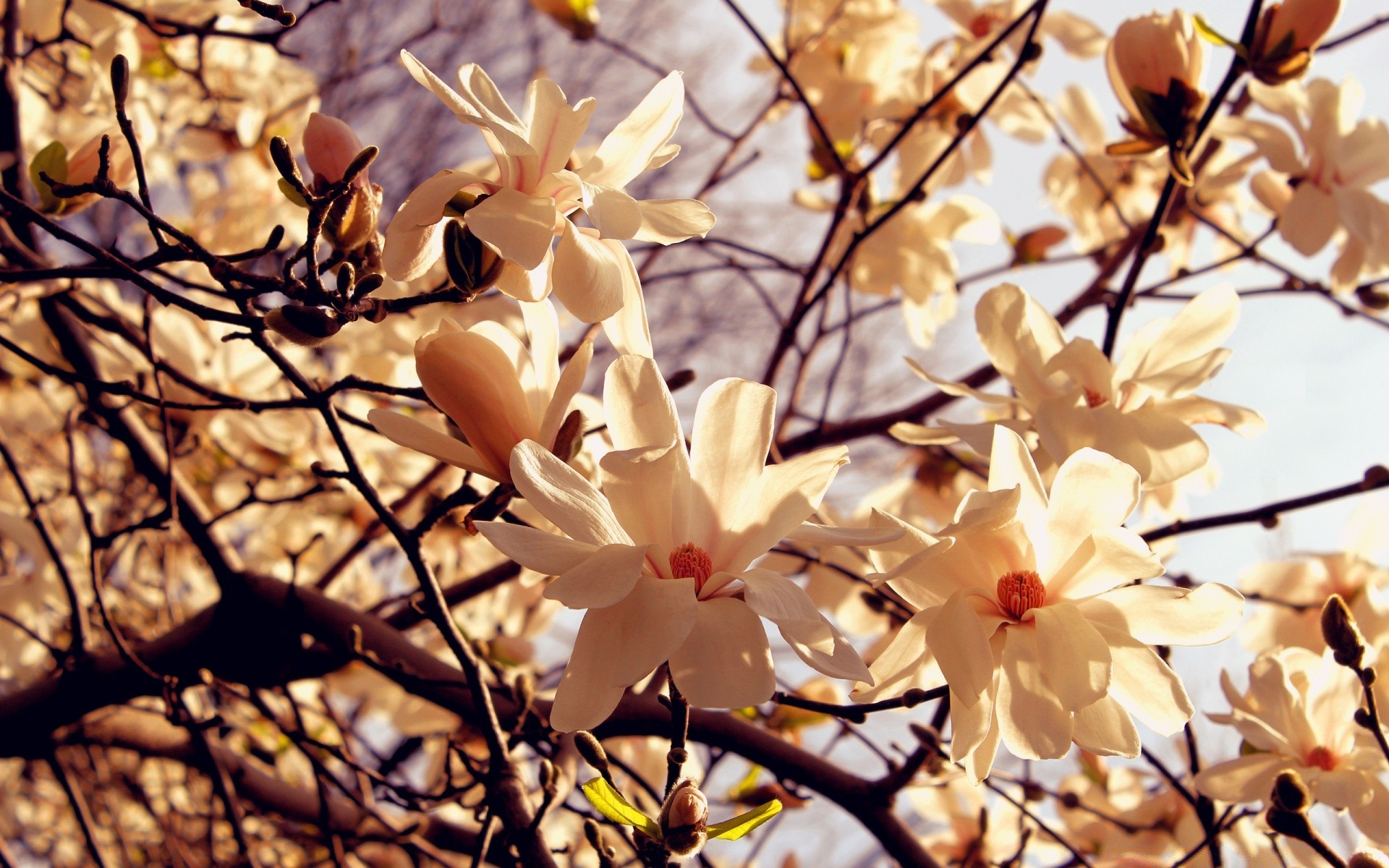 fiori fiore ramo flora natura albero foglia stagione giardino parco magnolia fiore ciliegio all aperto petalo colore brillante floreale close-up crescita