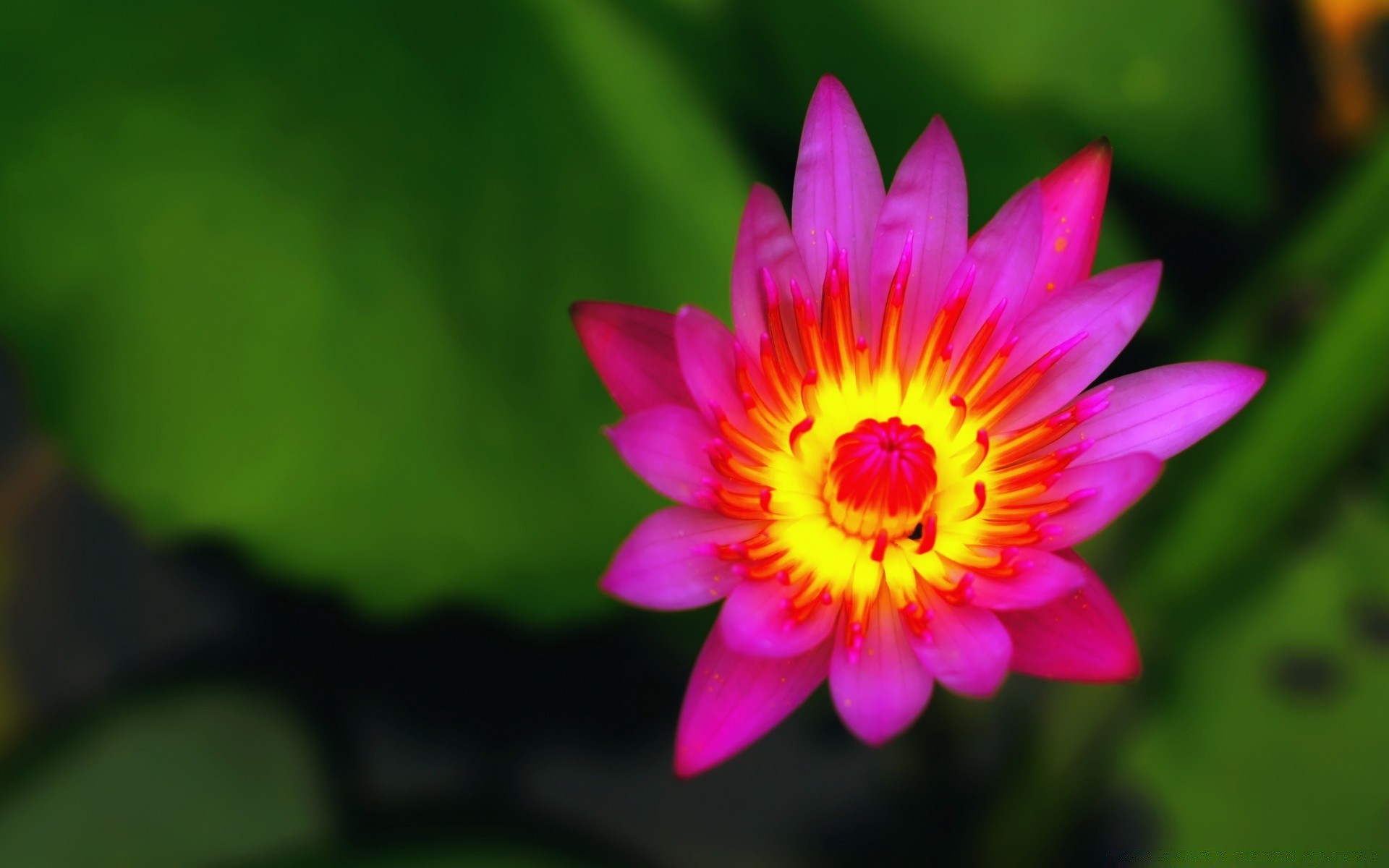 fleurs fleur flore jardin nature feuille pétale bluming été couleur lumineux floral tropical beau gros plan