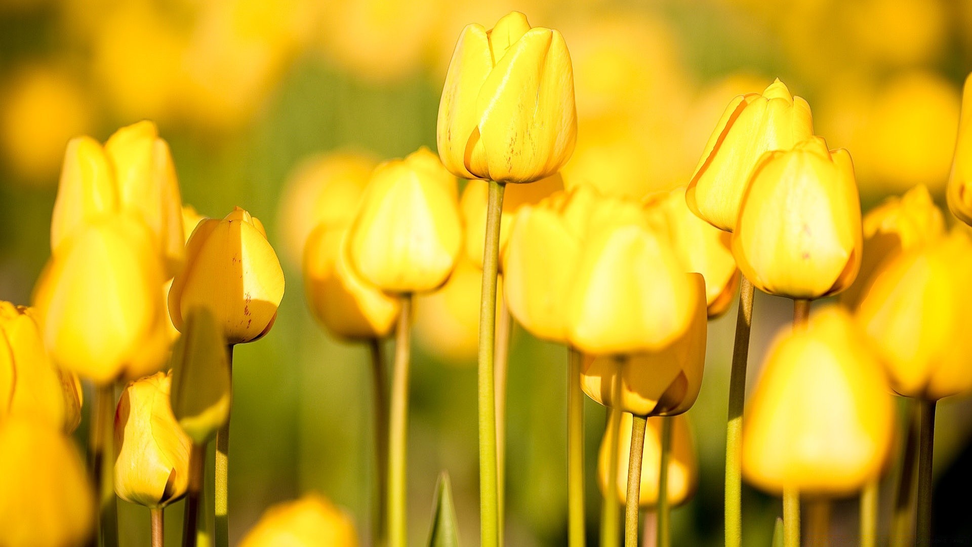 flores naturaleza tulipán flor brillante pascua hoja flora jardín verano buen tiempo al aire libre color lámparas crecimiento temporada