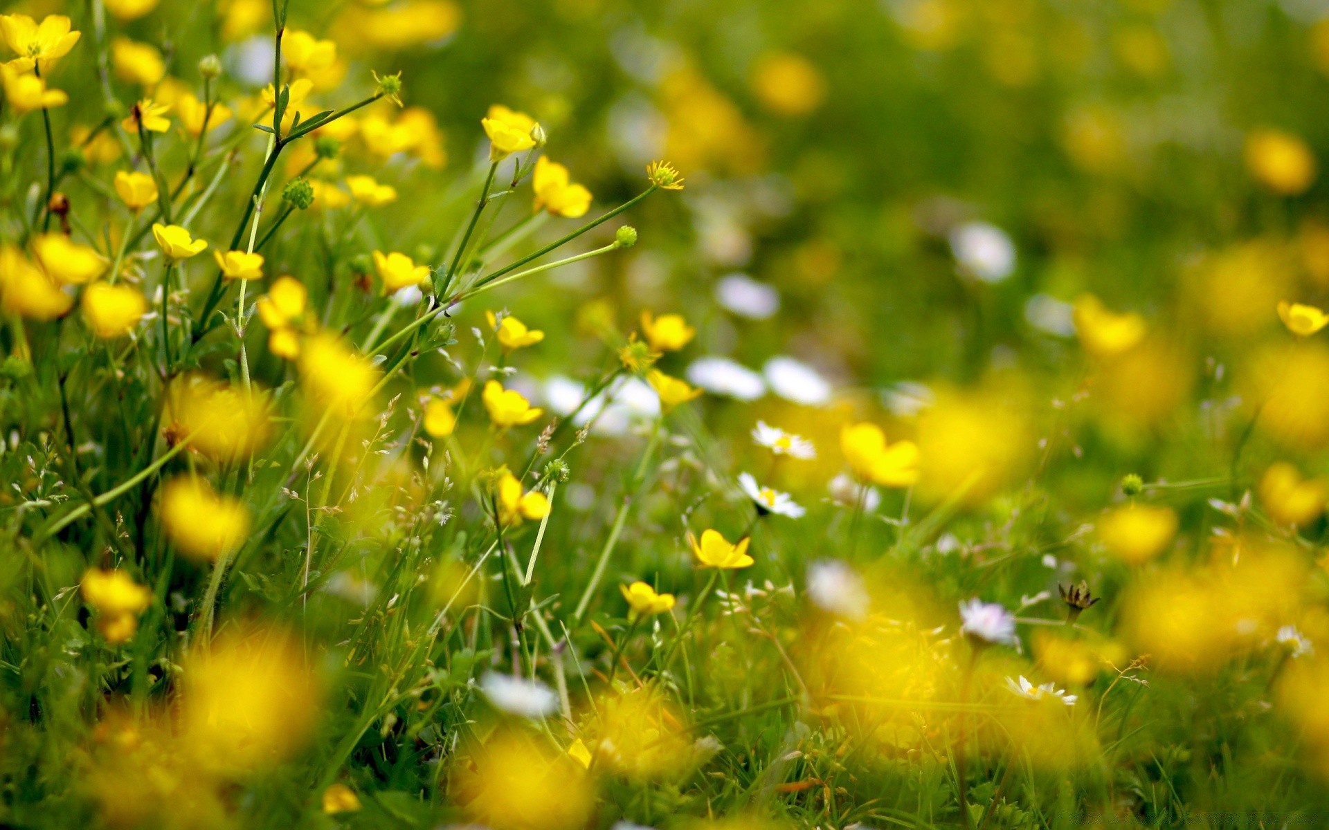 kwiaty trawa pole sianokosy natura kwiat lato flora jasny wiejski dobra pogoda ogród sezon słońce trawnik na zewnątrz kolor wzrost liść środowisko