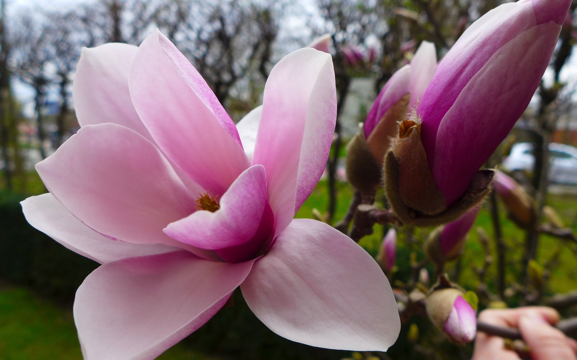 fleurs fleur nature jardin magnolia flore feuille bluming couleur pétale été belle copain parc