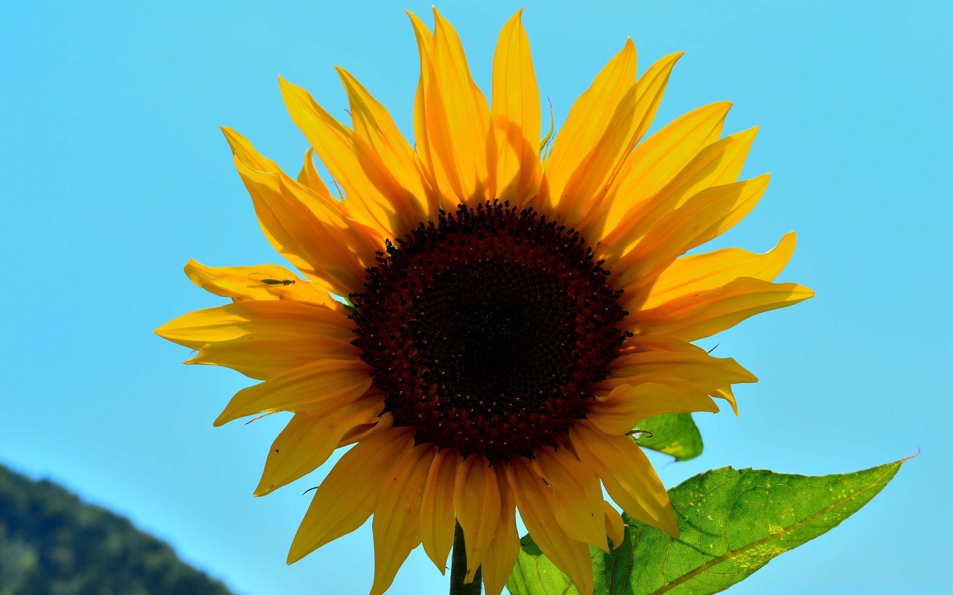 flores naturaleza girasol flor verano flora buen tiempo sol hoja brillante pétalo al aire libre crecimiento jardín