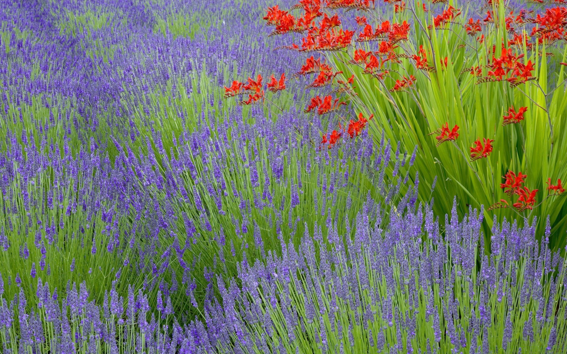 flowers flower lavender field flora perfume nature summer growth outdoors garden rural hayfield floral herb herbal countryside fragrant blooming